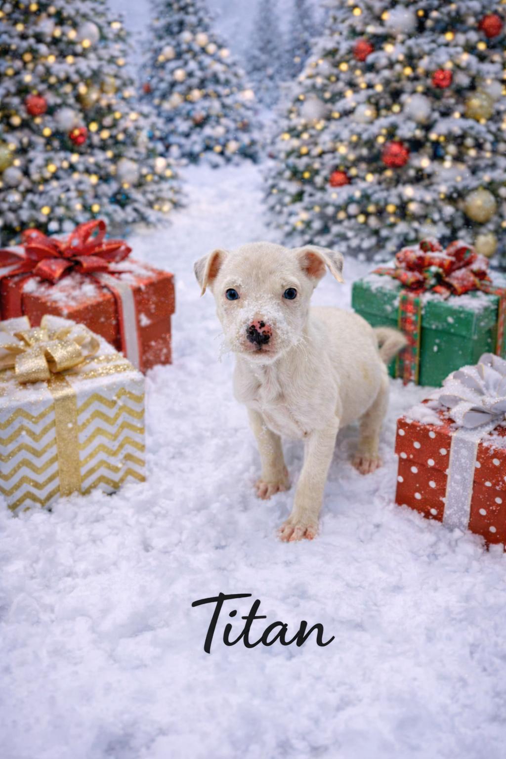 Enlarge Titan, a ADOPTABLE mixed breed in Wanaque, NJ image 3/3