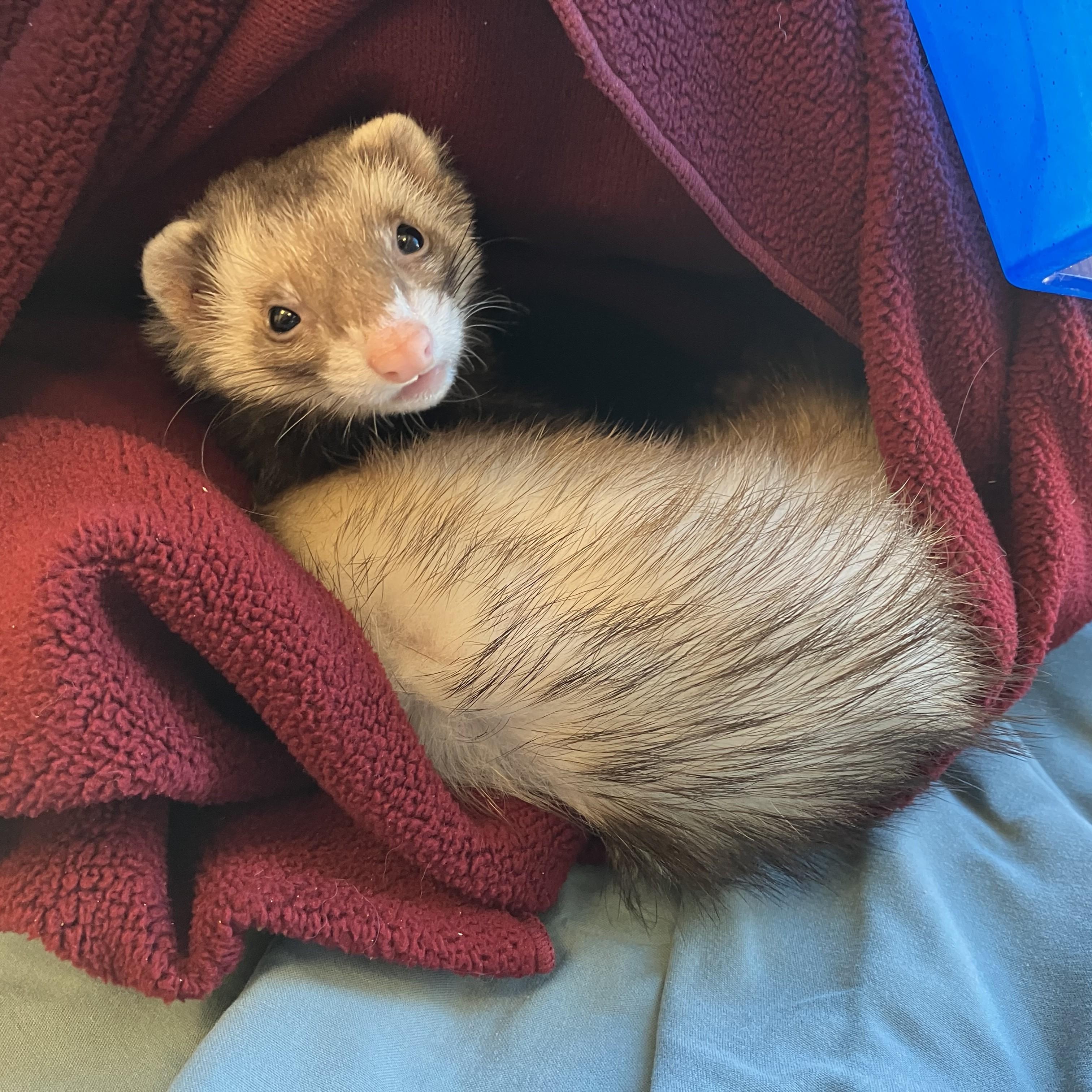 Farina Williams, an adopted Ferret in Eatontown, NJ image 4/5