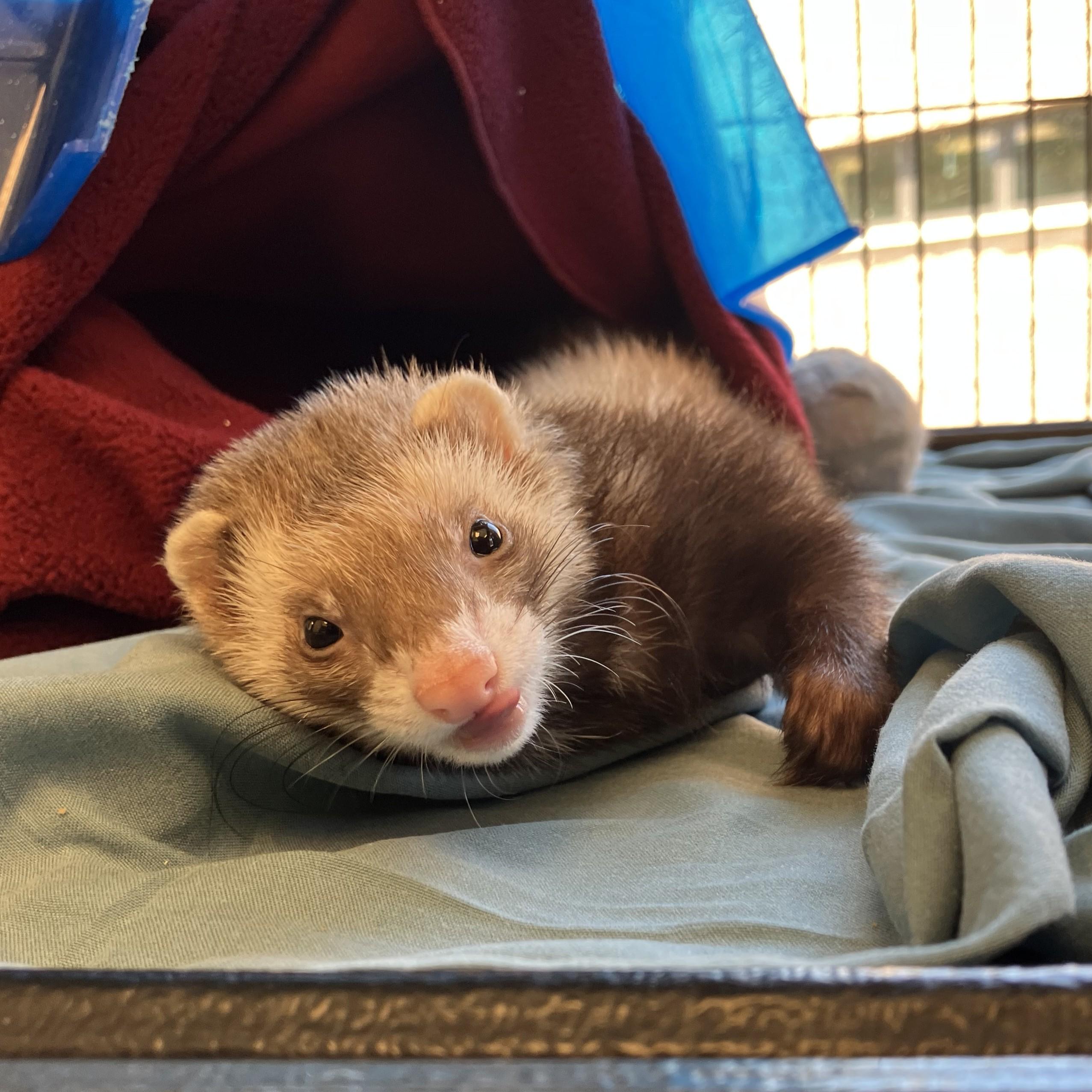 Farina Williams, an adopted Ferret in Eatontown, NJ image 5/5