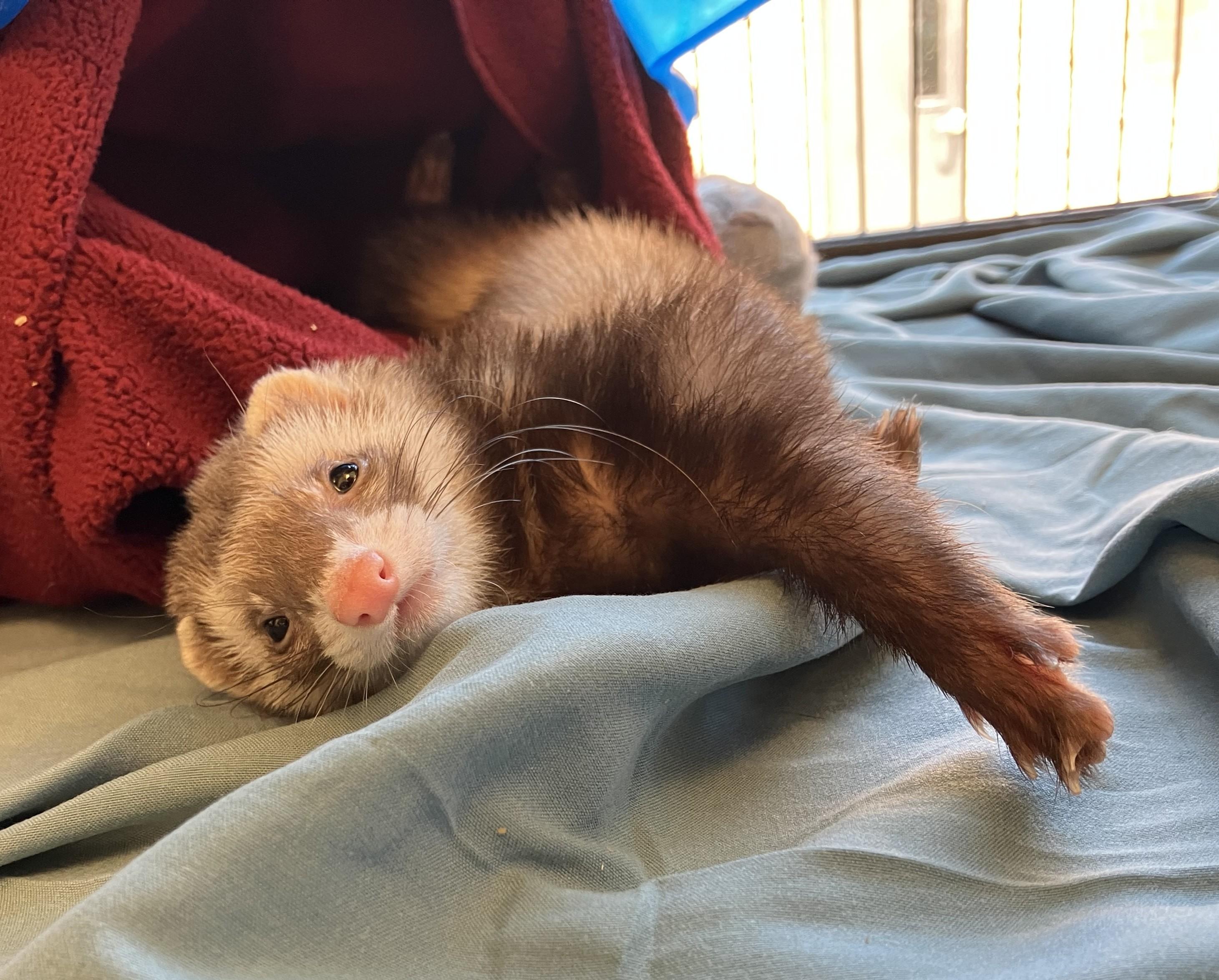 Farina Williams, an adopted Ferret in Eatontown, NJ image 2/5
