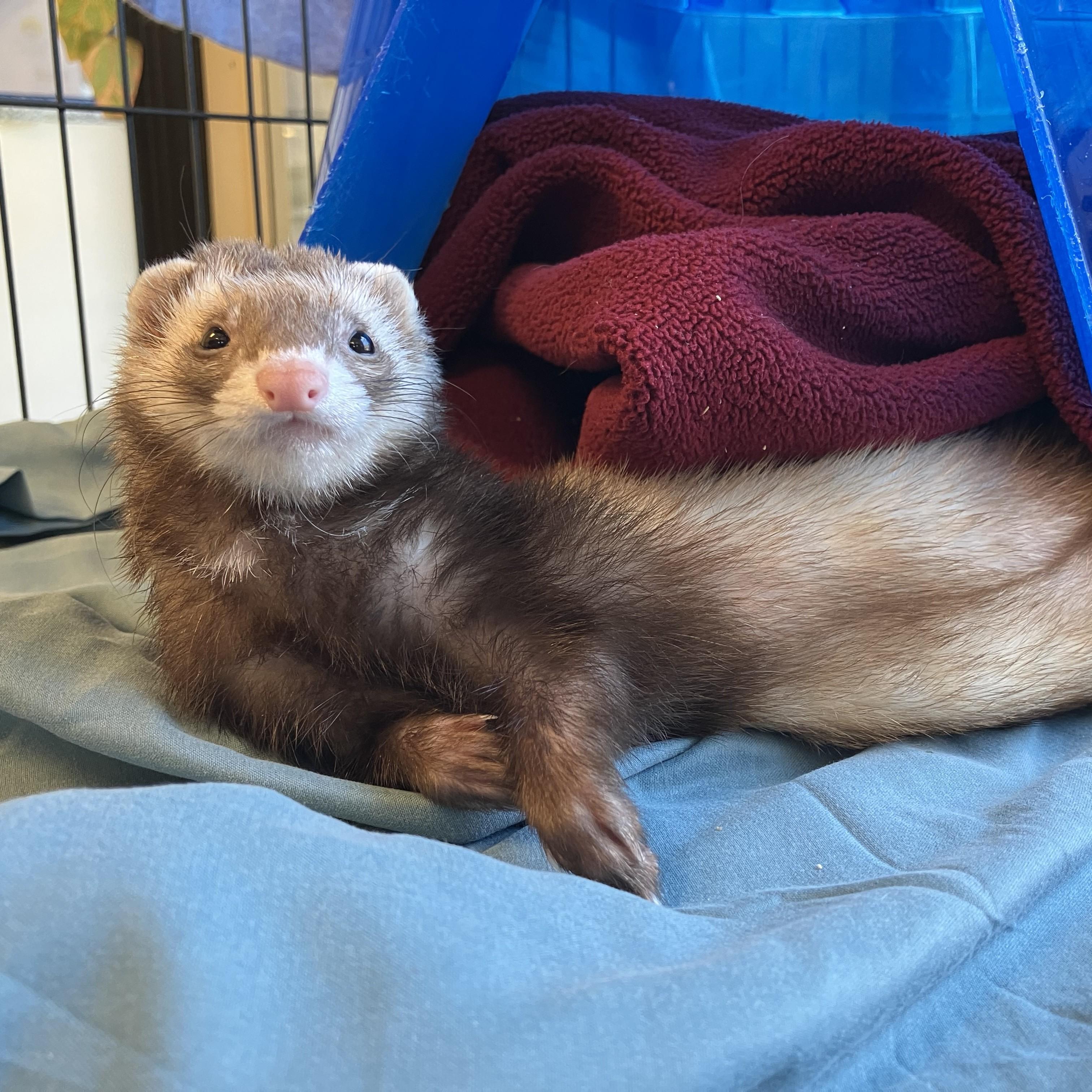 Farina Williams, adopted, Young Female Ferret.