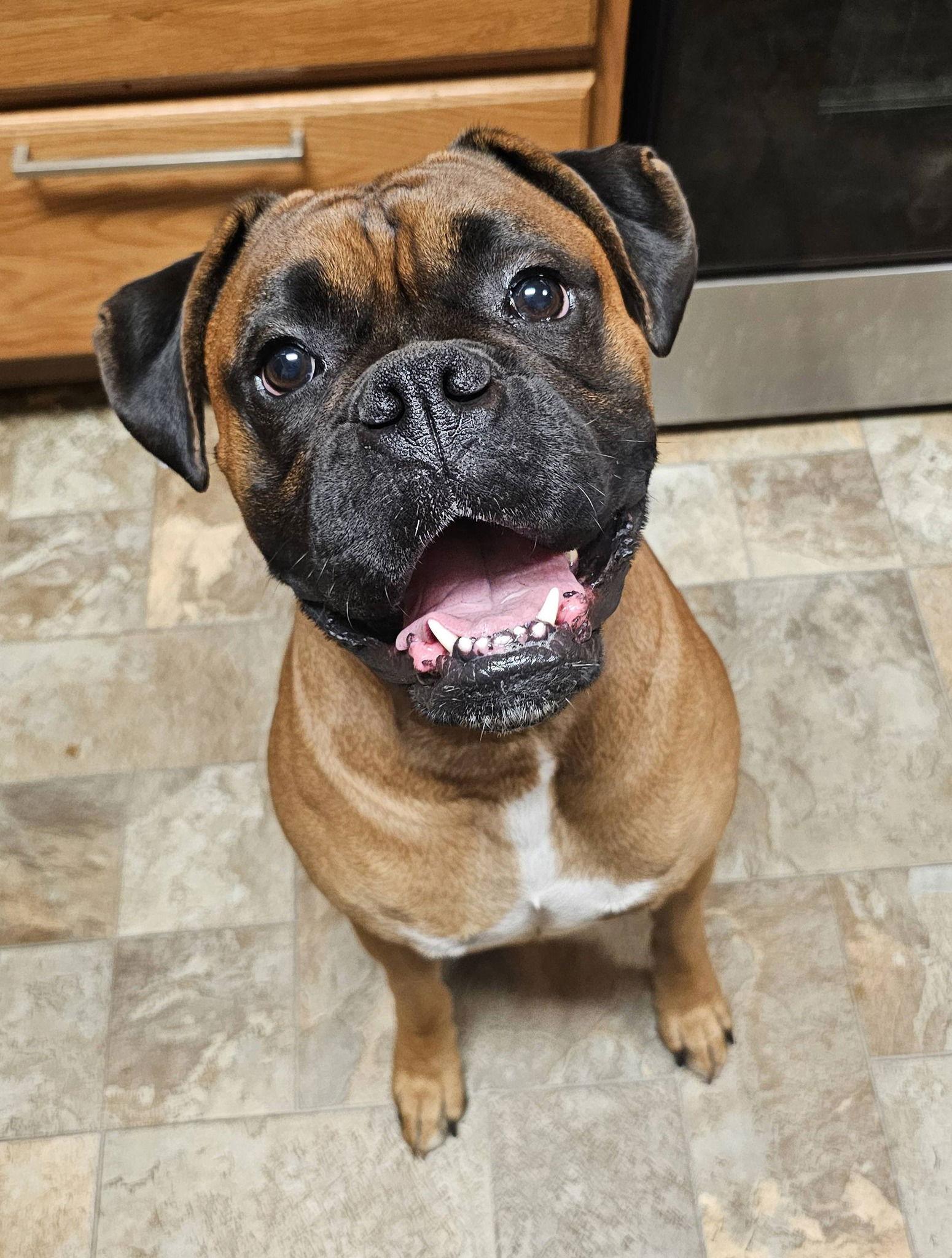 Enlarge Petey, a Adopted Boxer in McMinnville, OR image 1/1