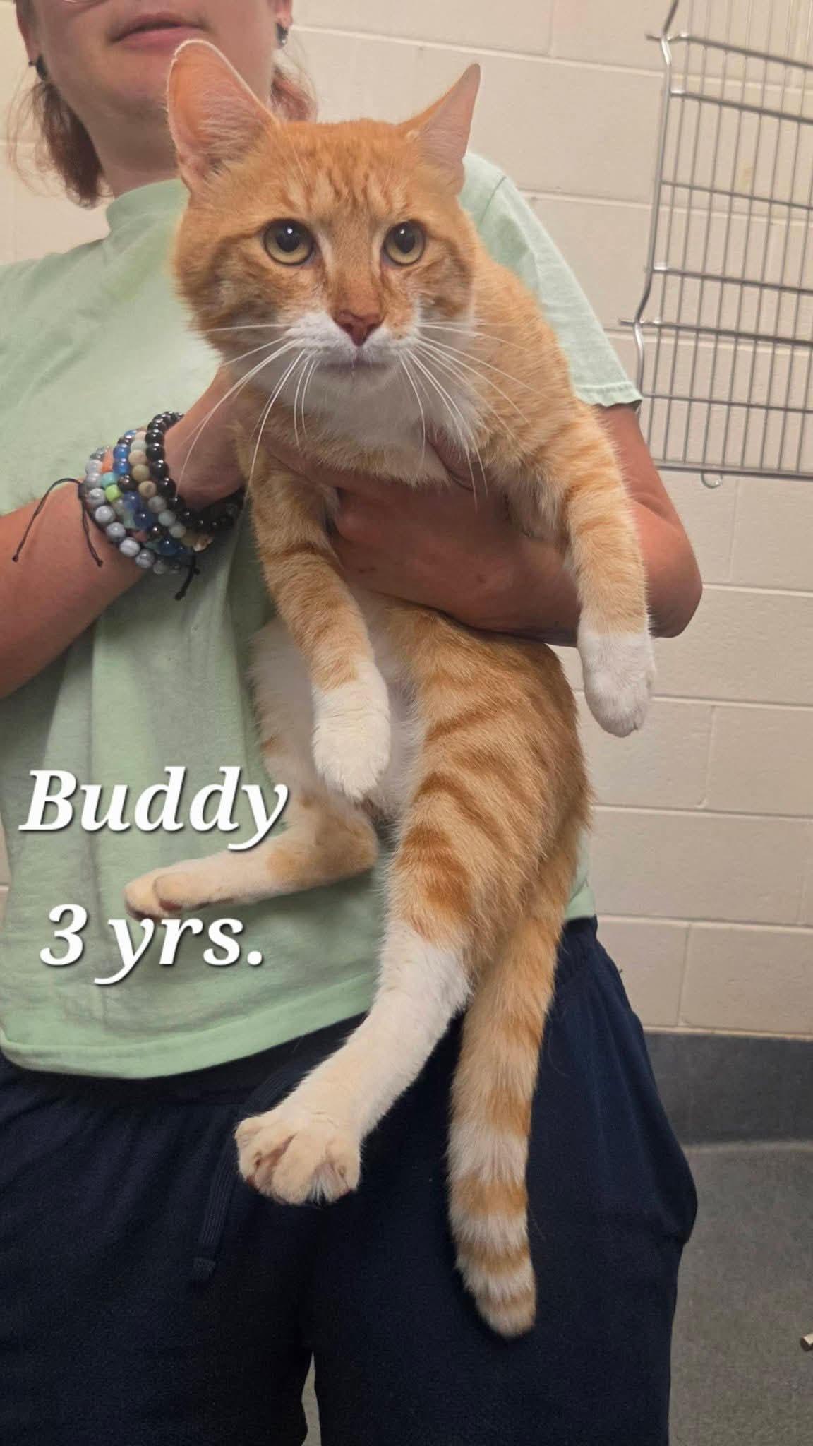 Enlarge Buddy - Rescued SFC, an adopted Domestic Short Hair in Amherst, VA image 1/1