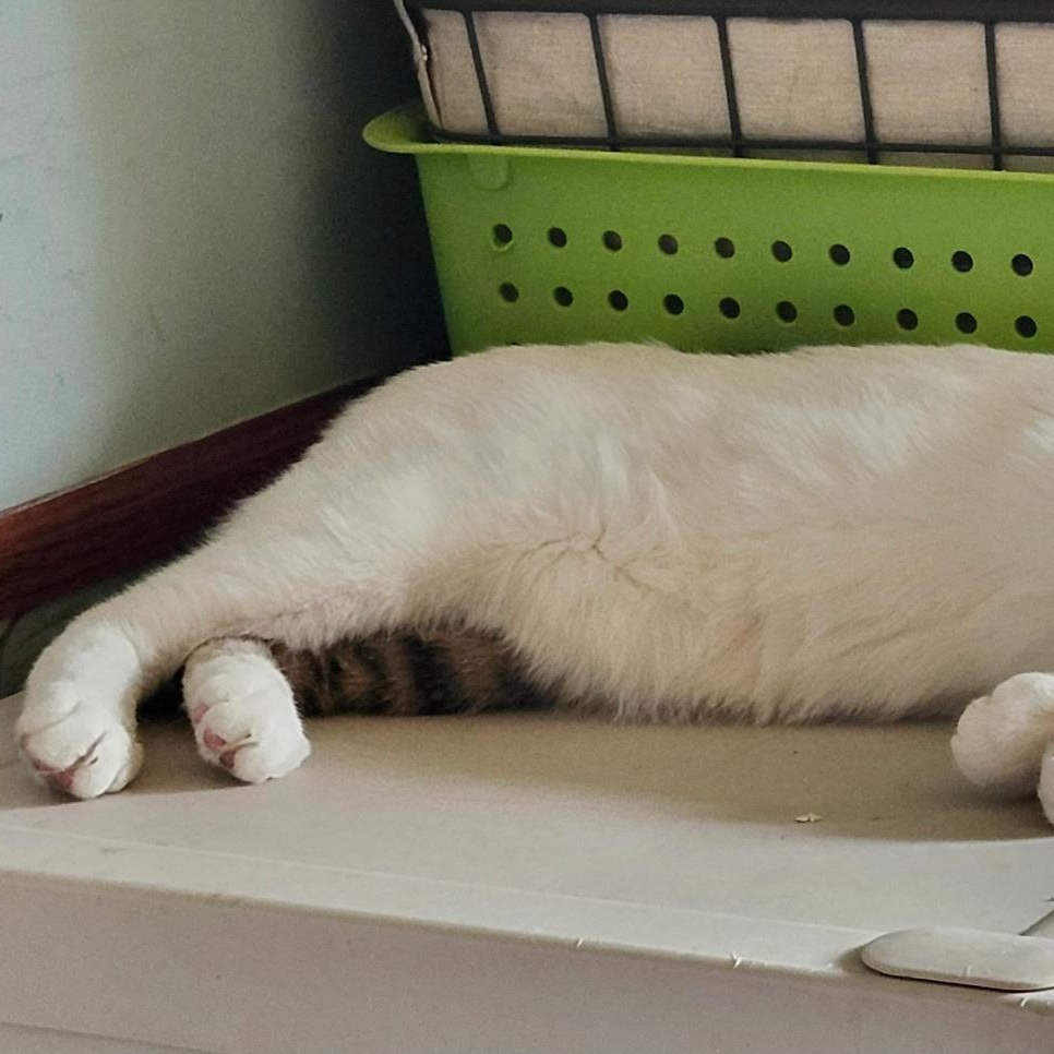 Enlarge Dotson (Dots), a Adoptable Domestic Short Hair in Spring Lake Park, MN image 2/3