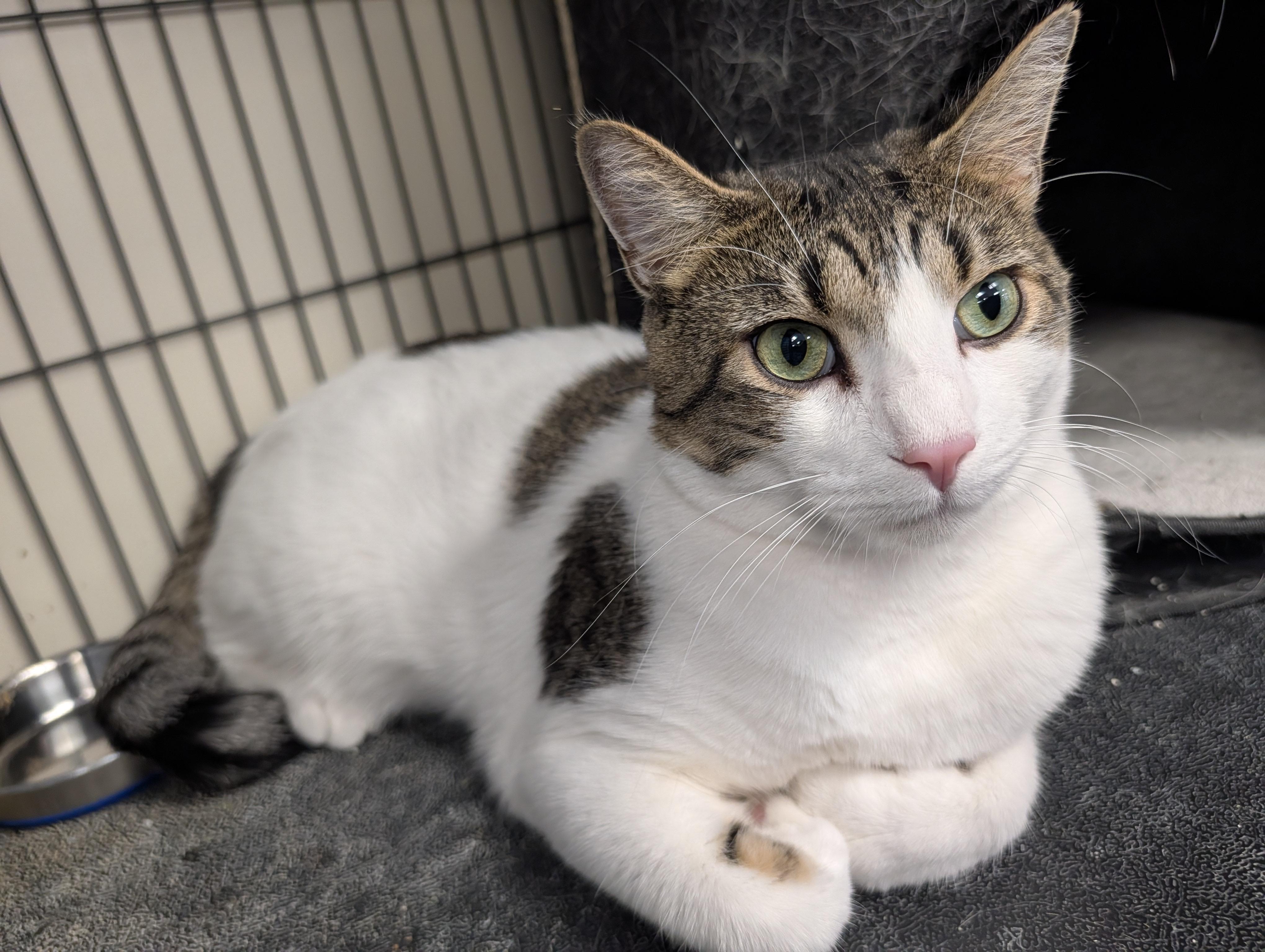 Dotson (Dots), Adoptable, Young Male Domestic Short Hair.
