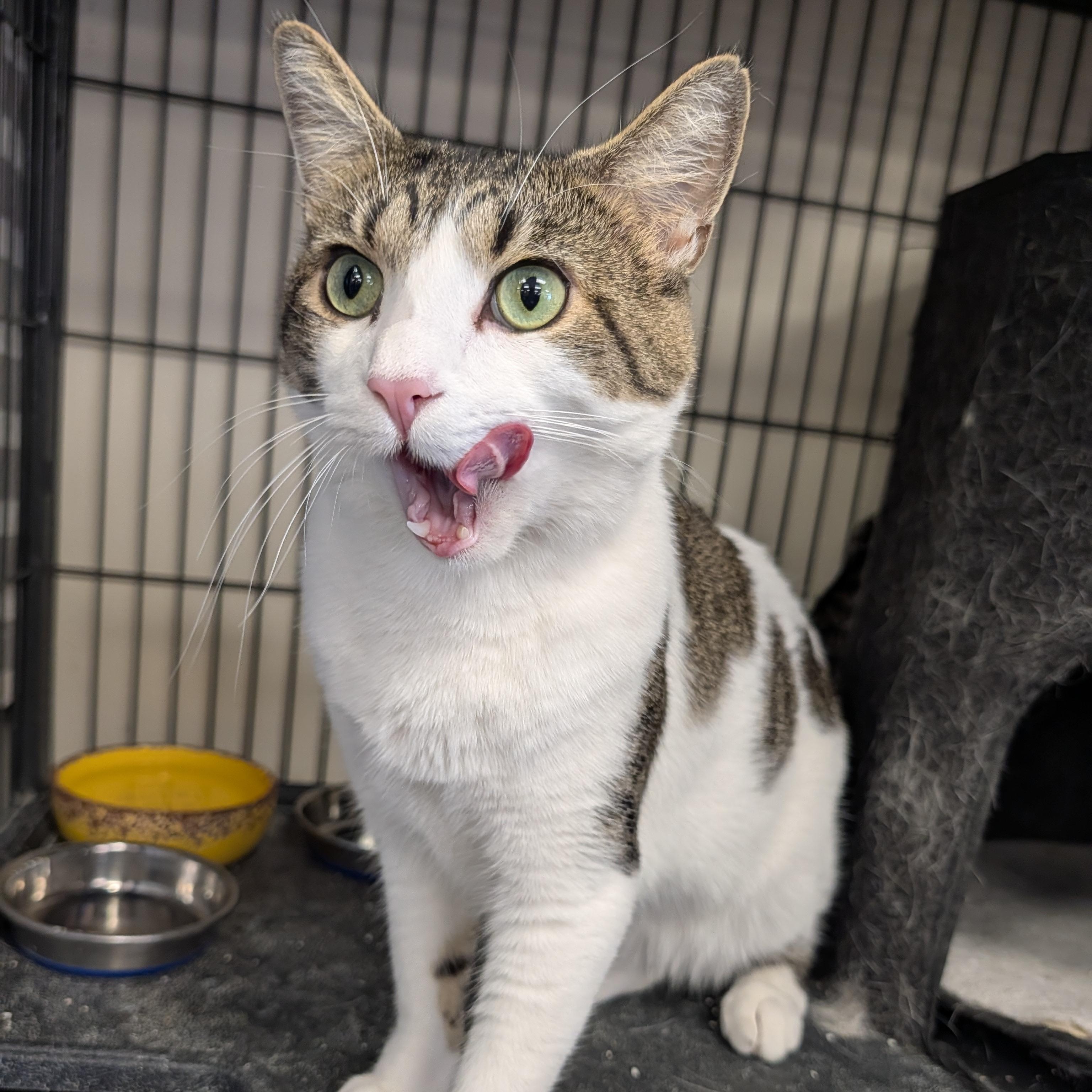 Enlarge Dotson (Dots), a Adopted Domestic Short Hair in Spring Lake Park, MN image 4/6