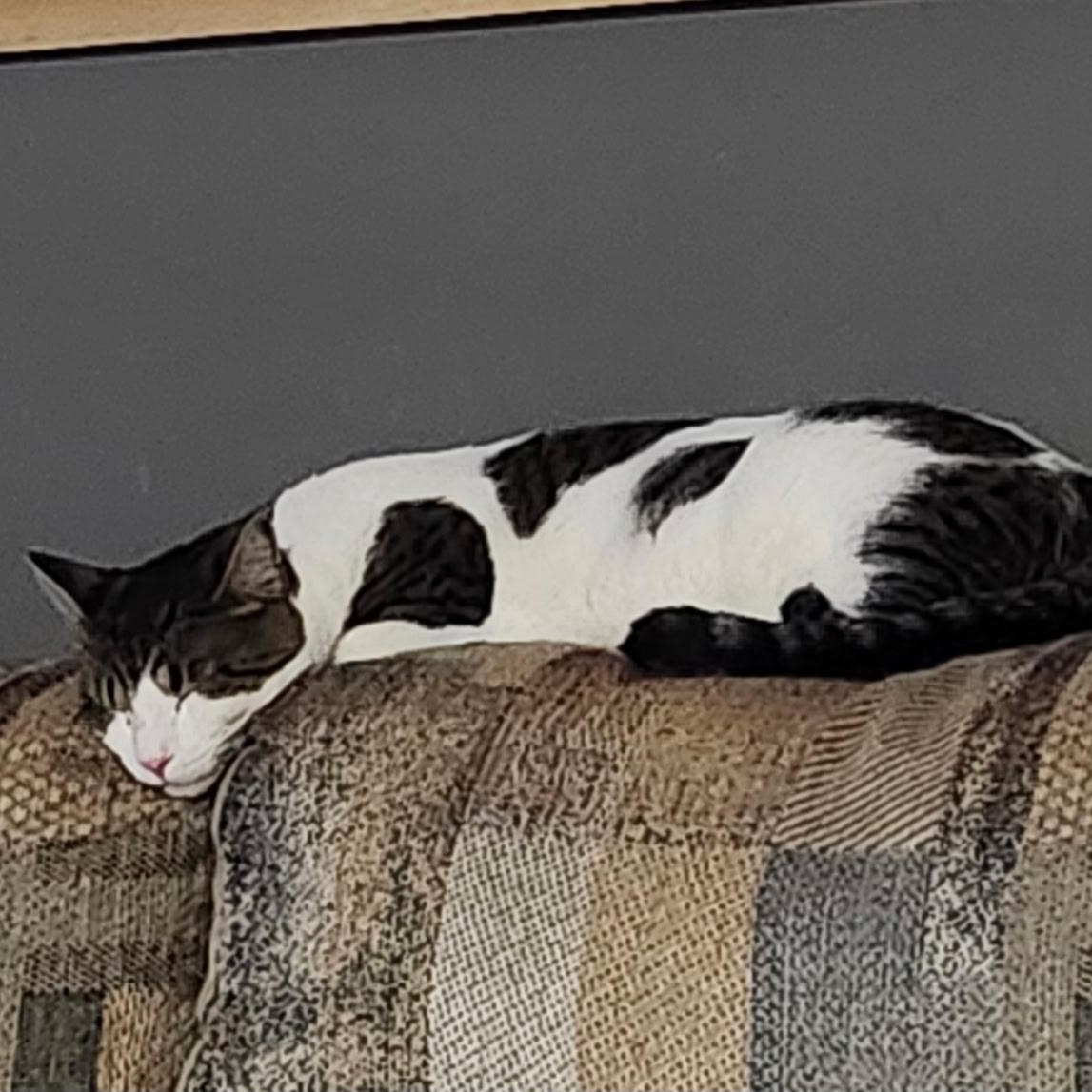 Enlarge Dotson (Dots), a Adoptable Domestic Short Hair in Spring Lake Park, MN image 3/3