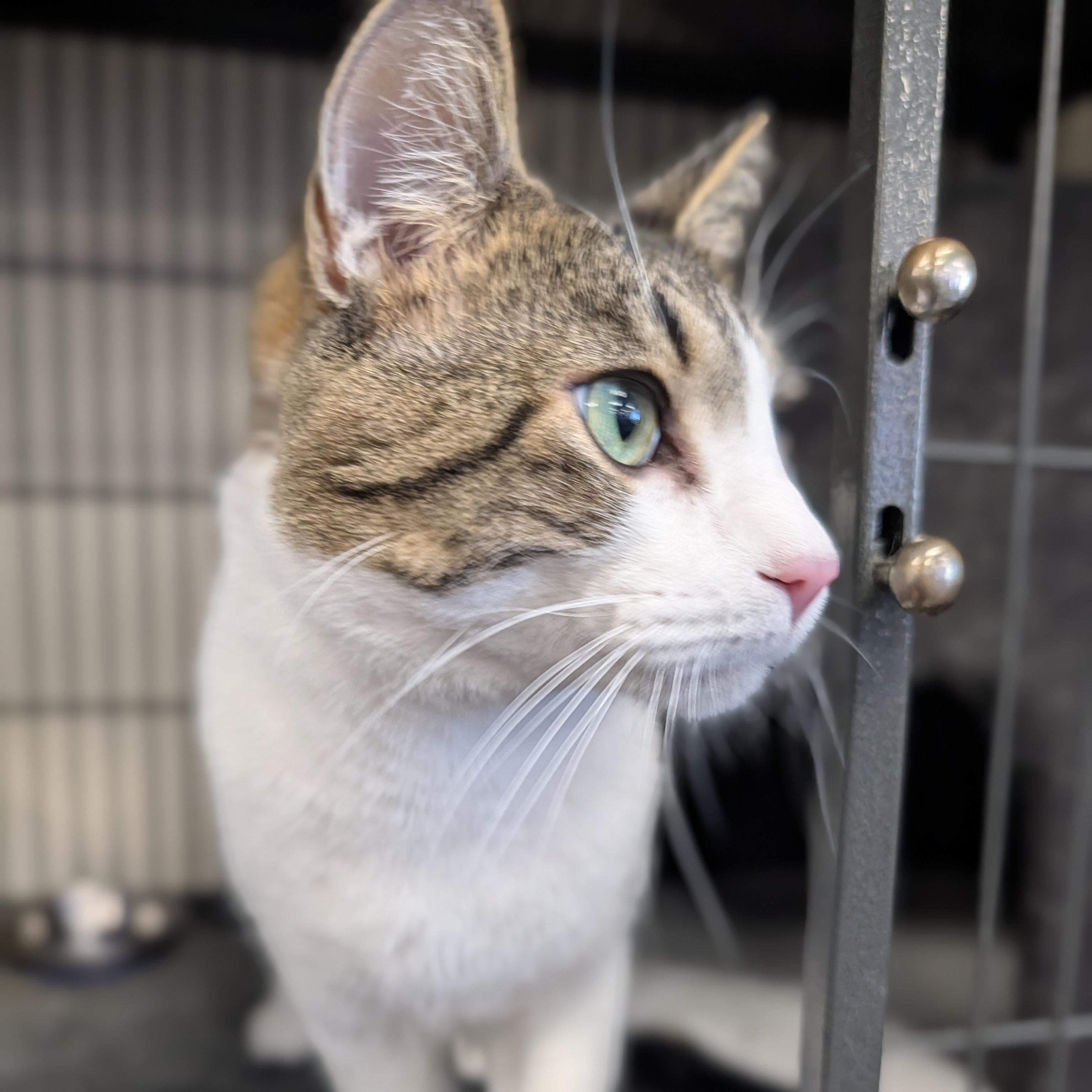 Enlarge Dotson (Dots), a Adopted Domestic Short Hair in Spring Lake Park, MN image 6/6