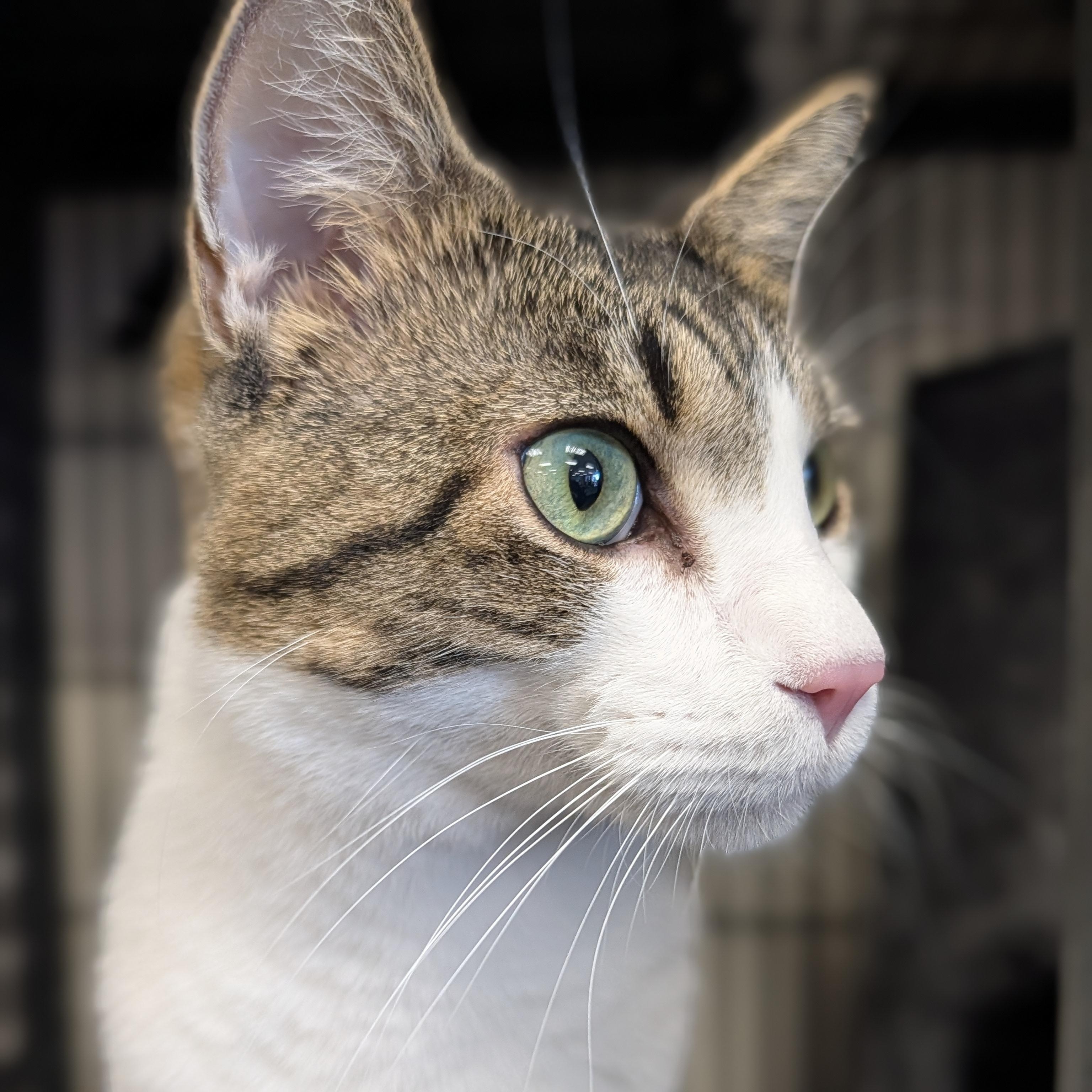 Enlarge Dotson (Dots), a Adopted Domestic Short Hair in Spring Lake Park, MN image 5/6