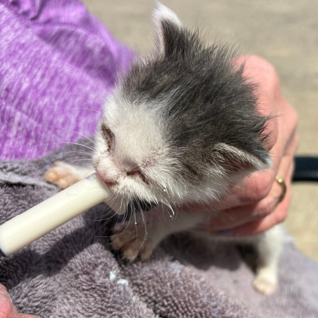 Mercury, Adoptable, Kitten Female Domestic Short Hair.