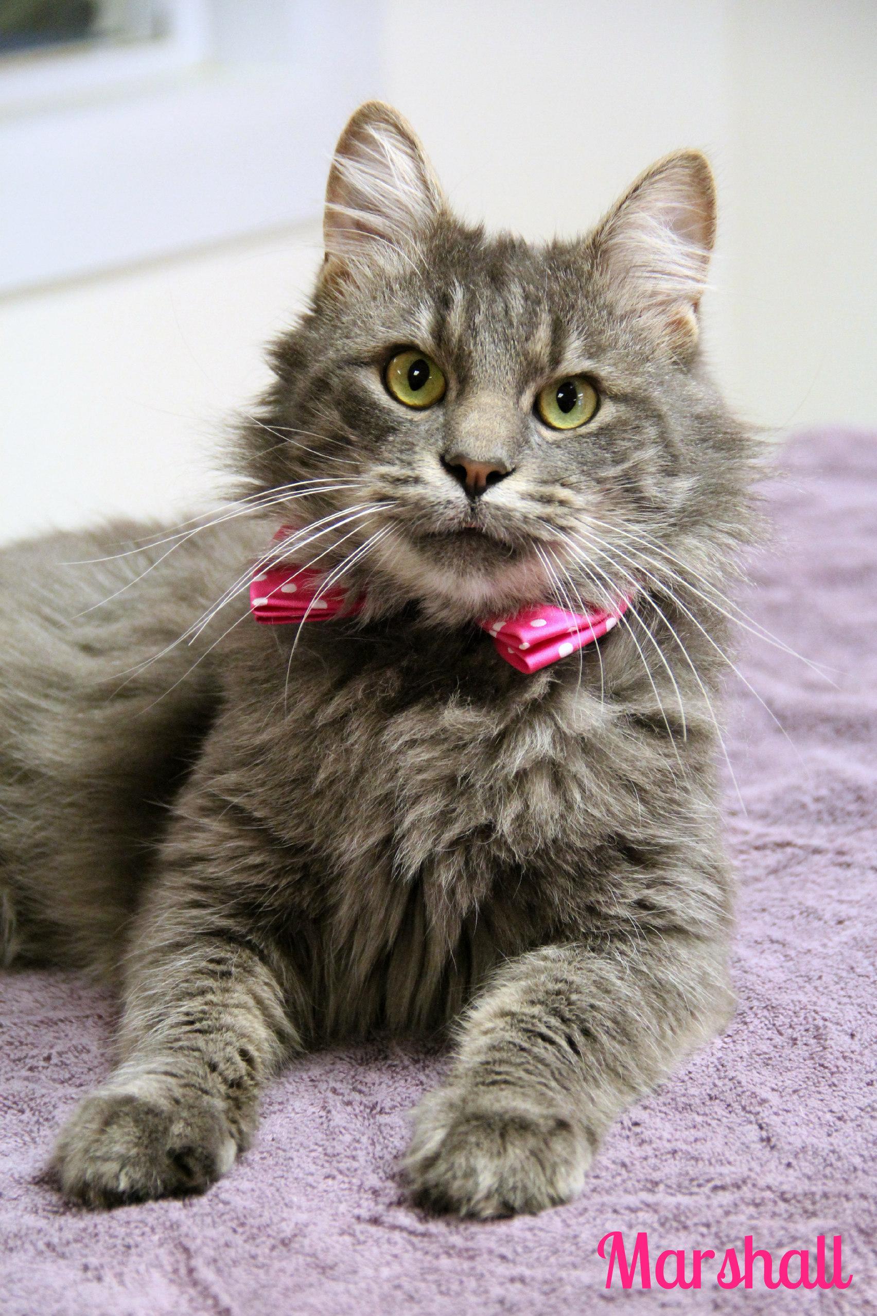 Marshall, Adoptable, Adult Male Domestic Long Hair & Maine Coon.