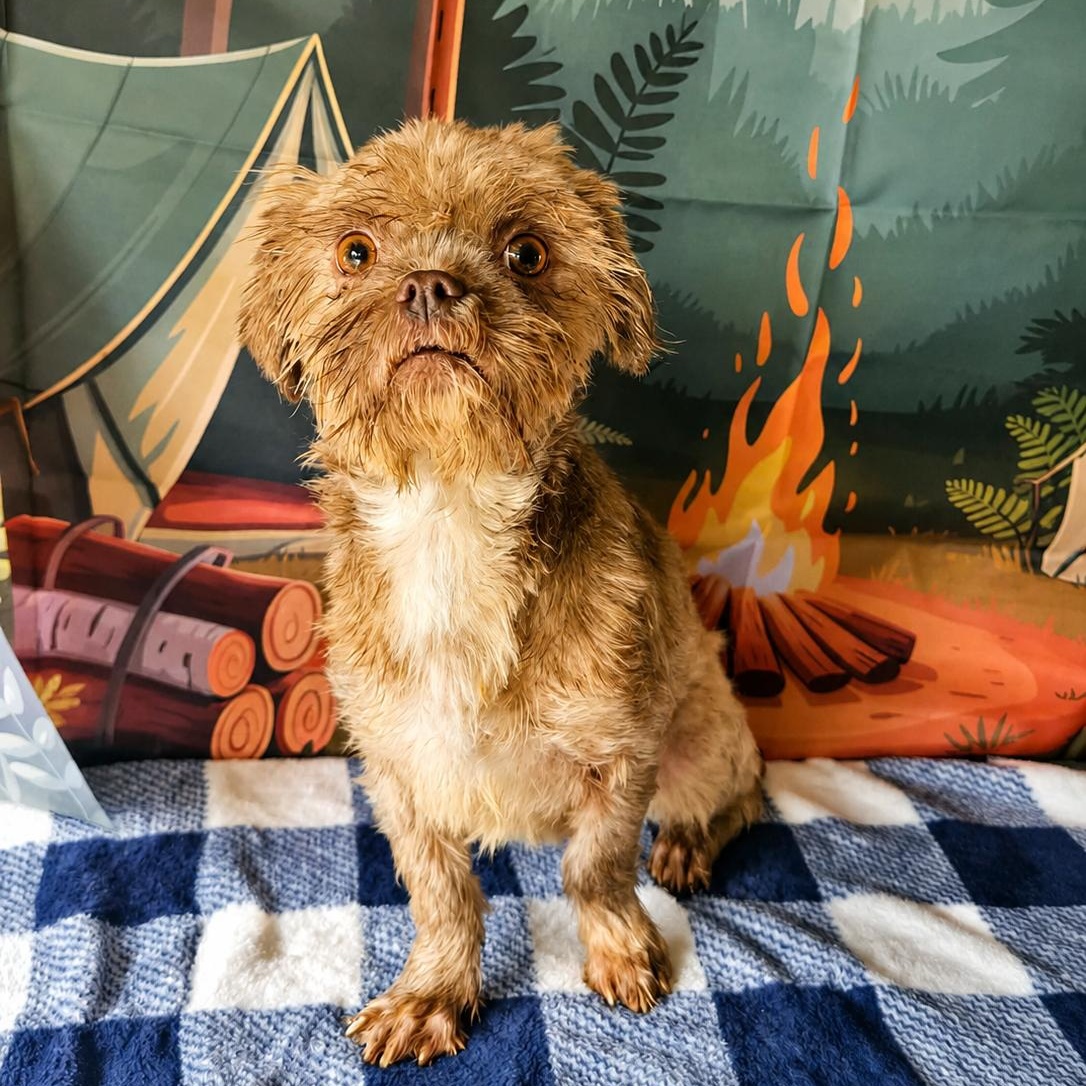 Enlarge Candy, a ADOPTABLE Shih Tzu in Tylertown, MS image 1/1