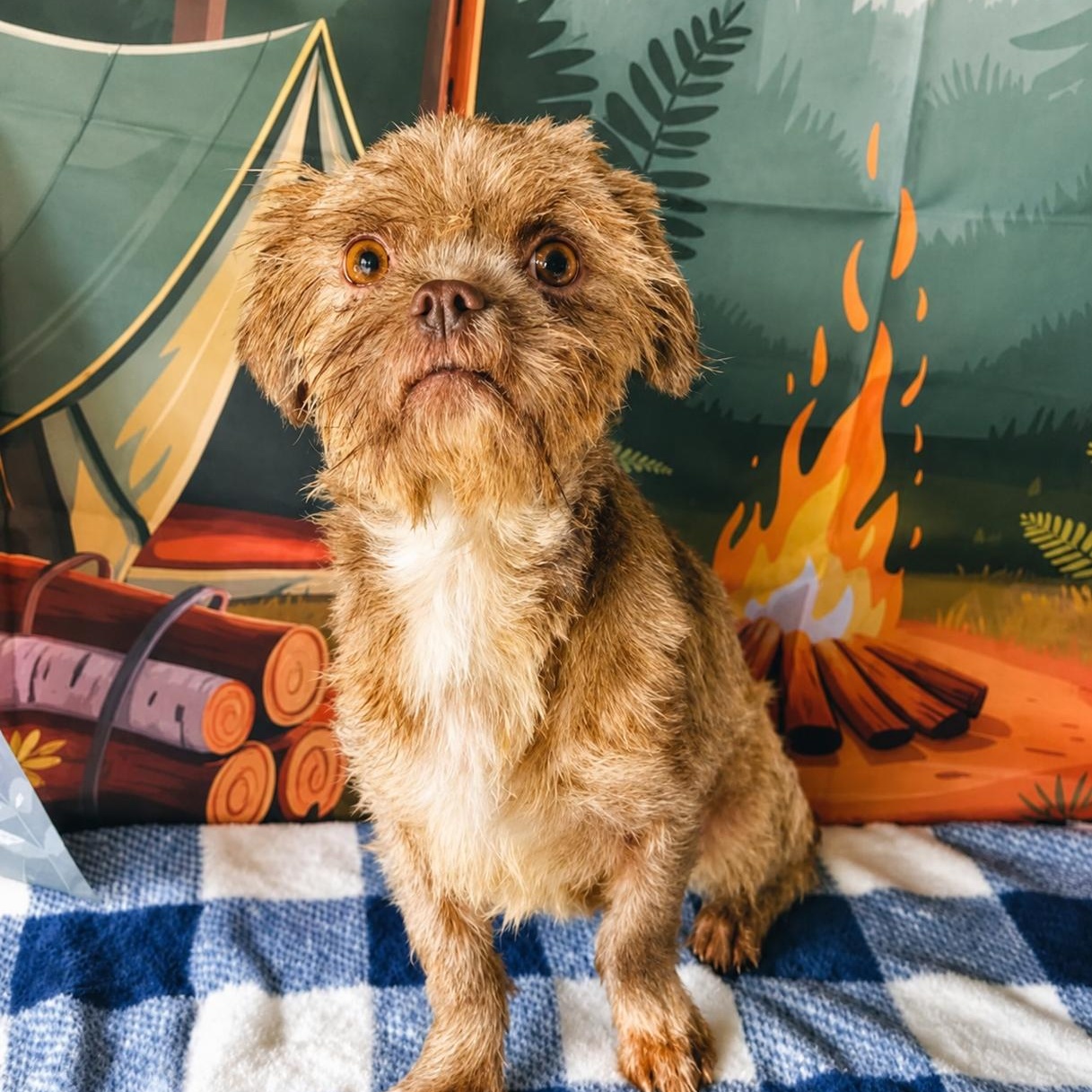 Enlarge Candy, a ADOPTABLE Shih Tzu in Montvale, NJ image 1/1