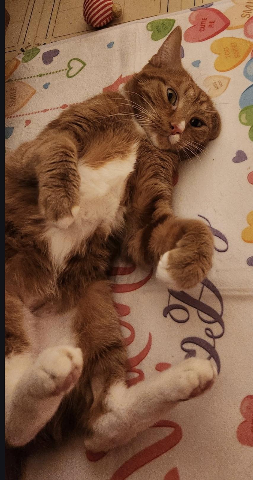 Enlarge Mango , a ADOPTABLE Domestic Short Hair in Blue Springs, MO image 4/4