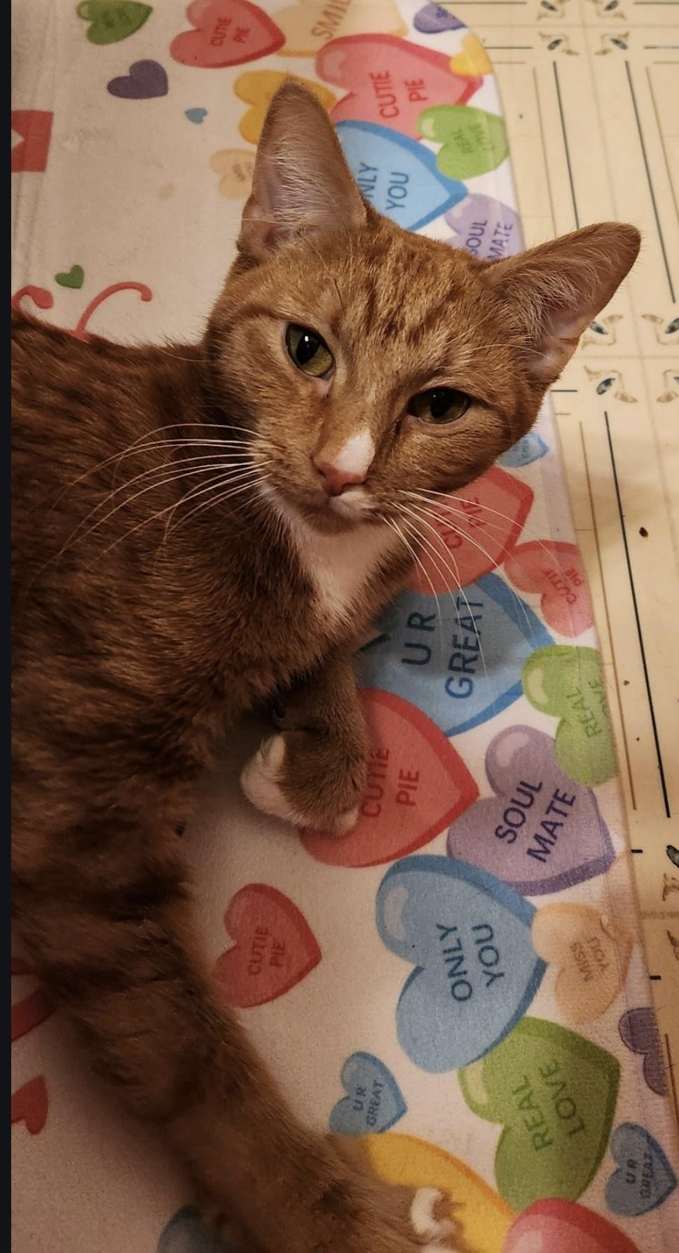 Enlarge Mango , a ADOPTABLE Domestic Short Hair in Blue Springs, MO image 2/4