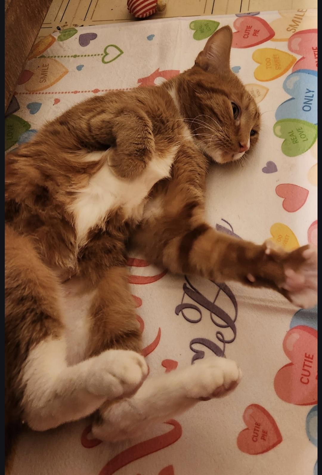 Enlarge Mango , a ADOPTABLE Domestic Short Hair in Blue Springs, MO image 3/4