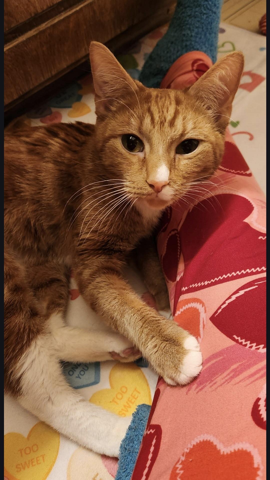 Enlarge Mango , a ADOPTABLE Domestic Short Hair in Blue Springs, MO image 1/4