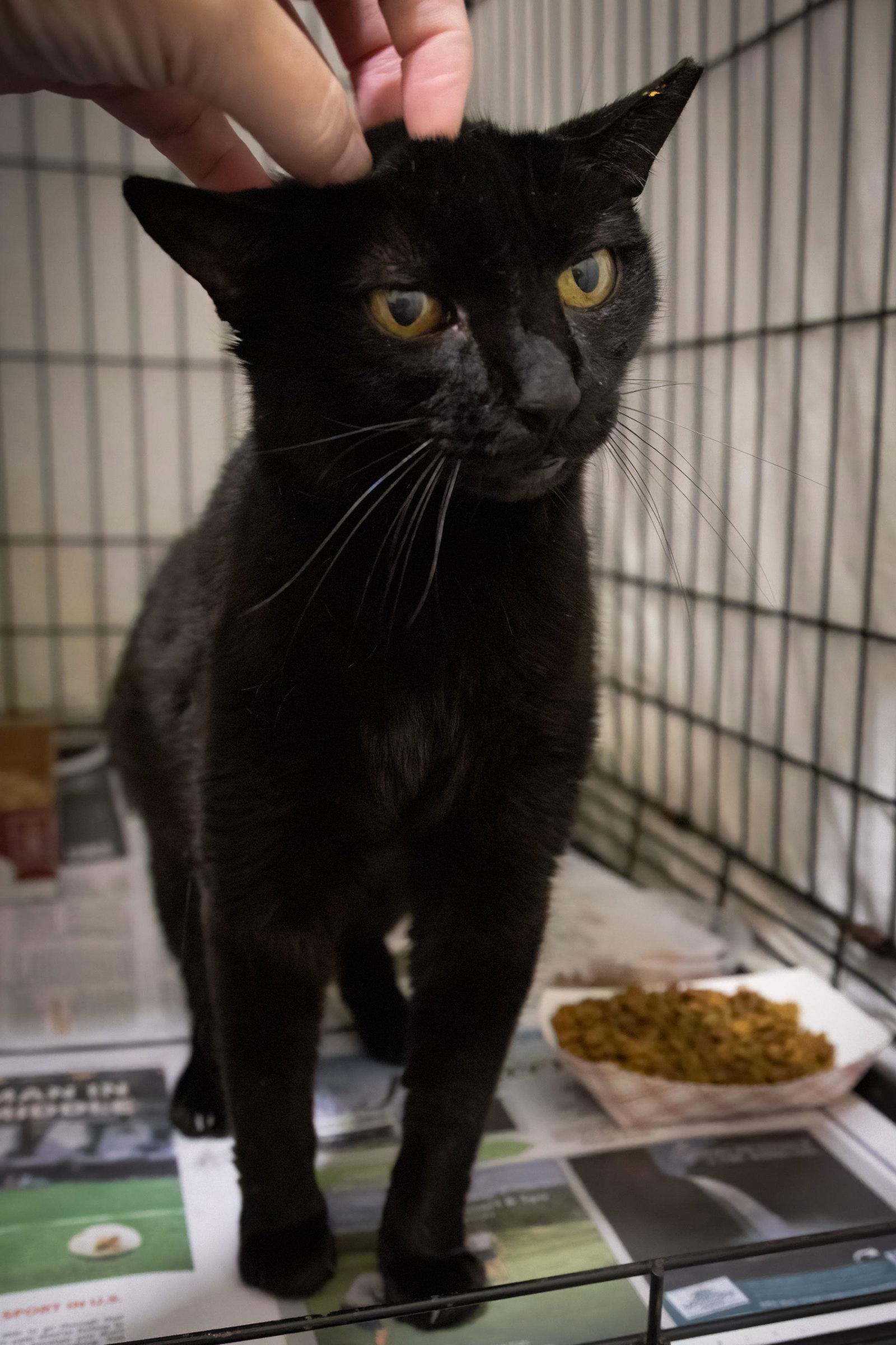 Enlarge Bellatrix (FCID# 08/24/2026 - 44 Trainer), a Adoptable Domestic Short Hair in Greenville, DE image 2/3