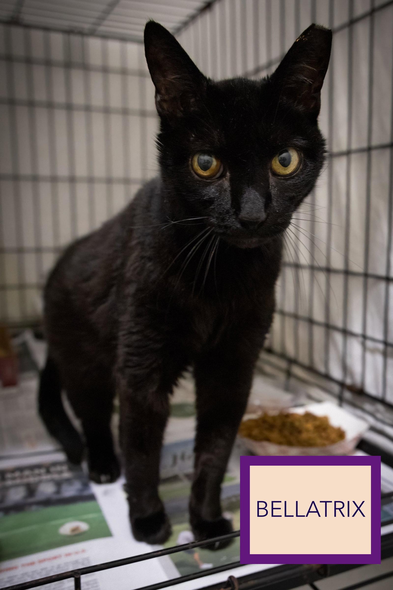 Enlarge Bellatrix (FCID# 08/24/2026 - 44 Trainer), a Adoptable Domestic Short Hair in Greenville, DE image 3/3
