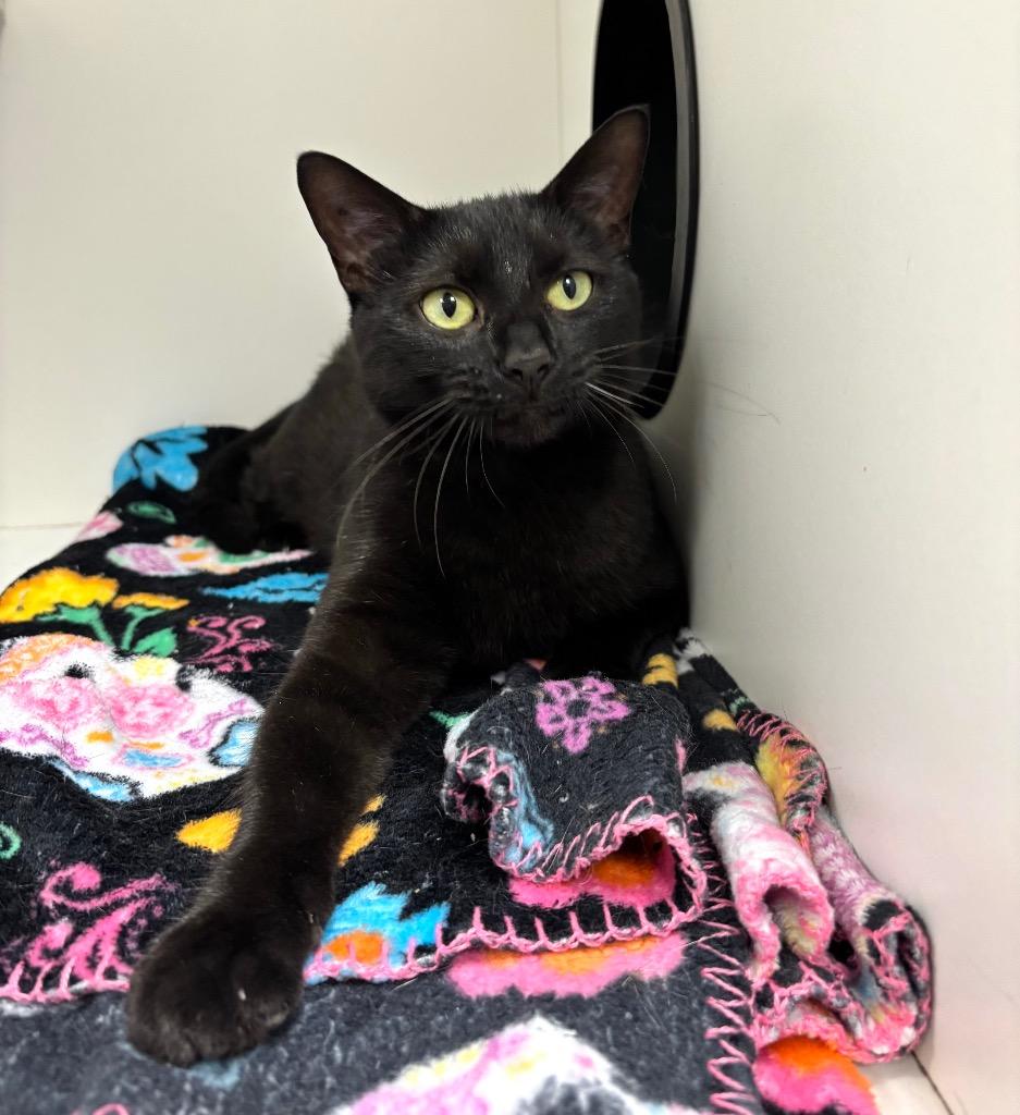Fern, ADOPTABLE, Adult Female Domestic Short Hair & Bombay.