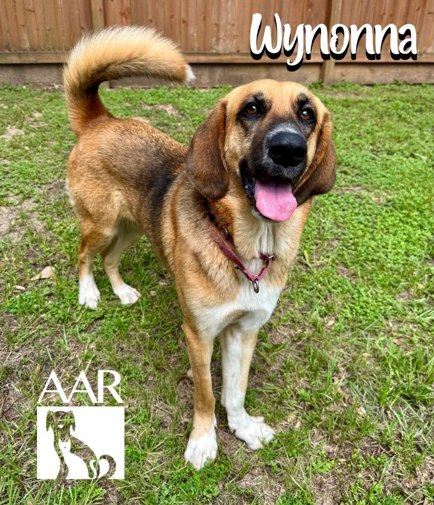 Wynonna, Adoptable, Young Female Foxhound & Beagle.