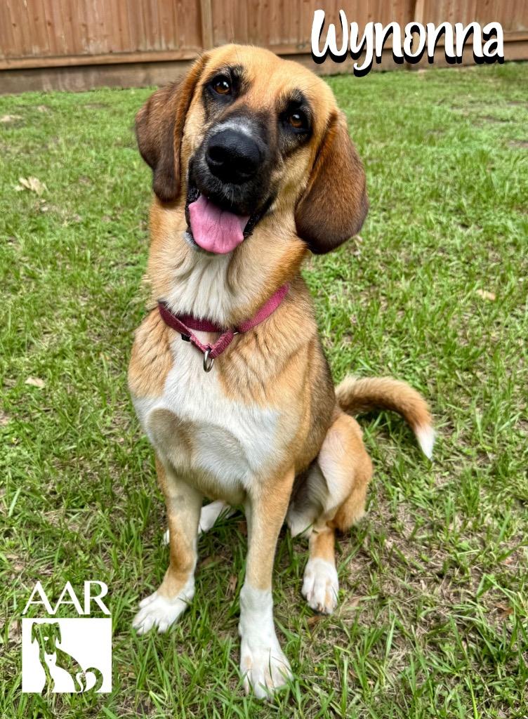 Wynonna, a Adoptable mixed breed in Magnolia, TX image 2/6
