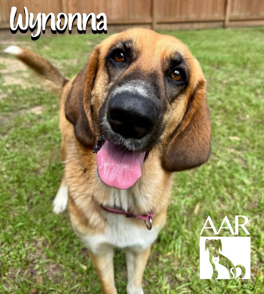 Wynonna, a Adoptable mixed breed in Magnolia, TX image 3/6