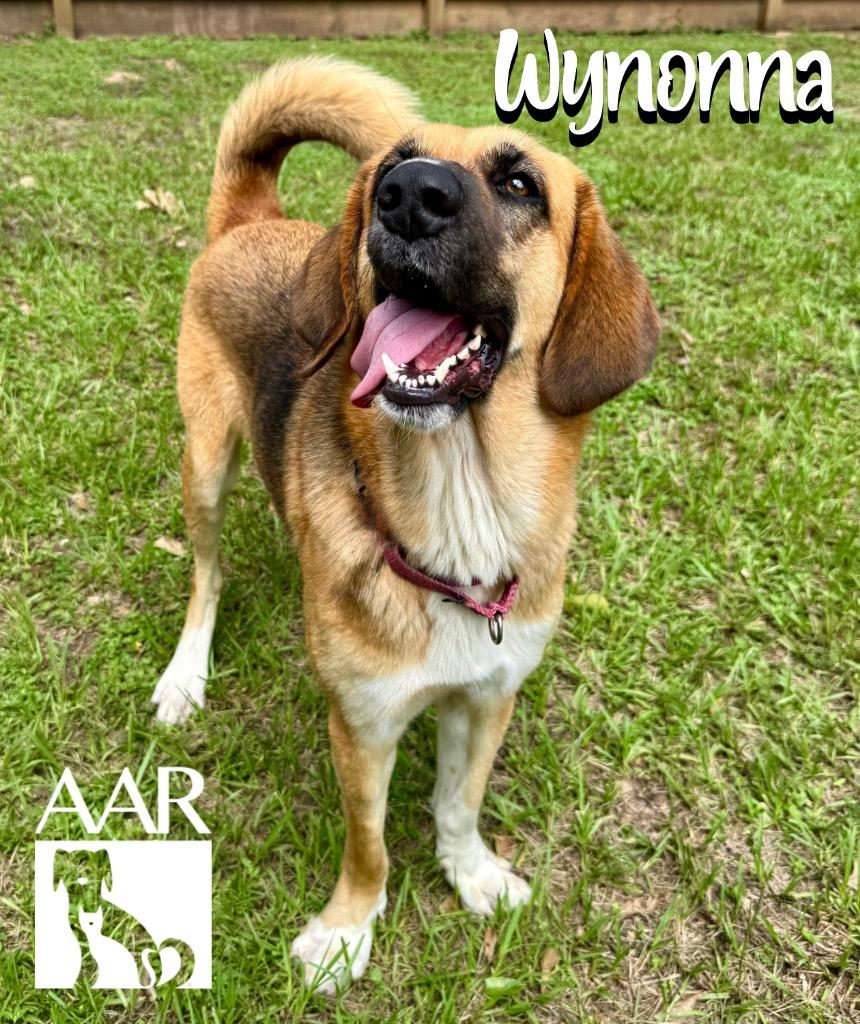 Wynonna, a Adoptable mixed breed in Magnolia, TX image 4/6