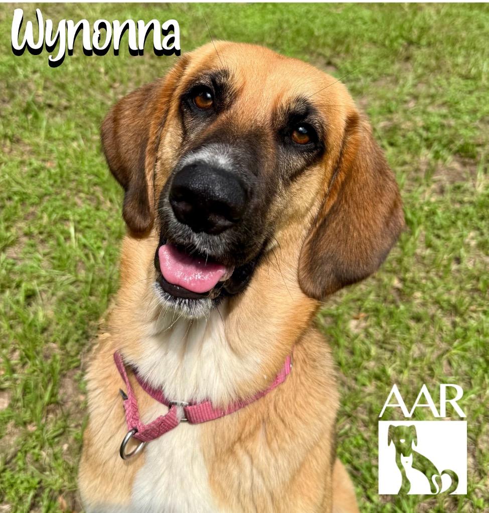 Wynonna, a Adoptable mixed breed in Magnolia, TX image 5/6