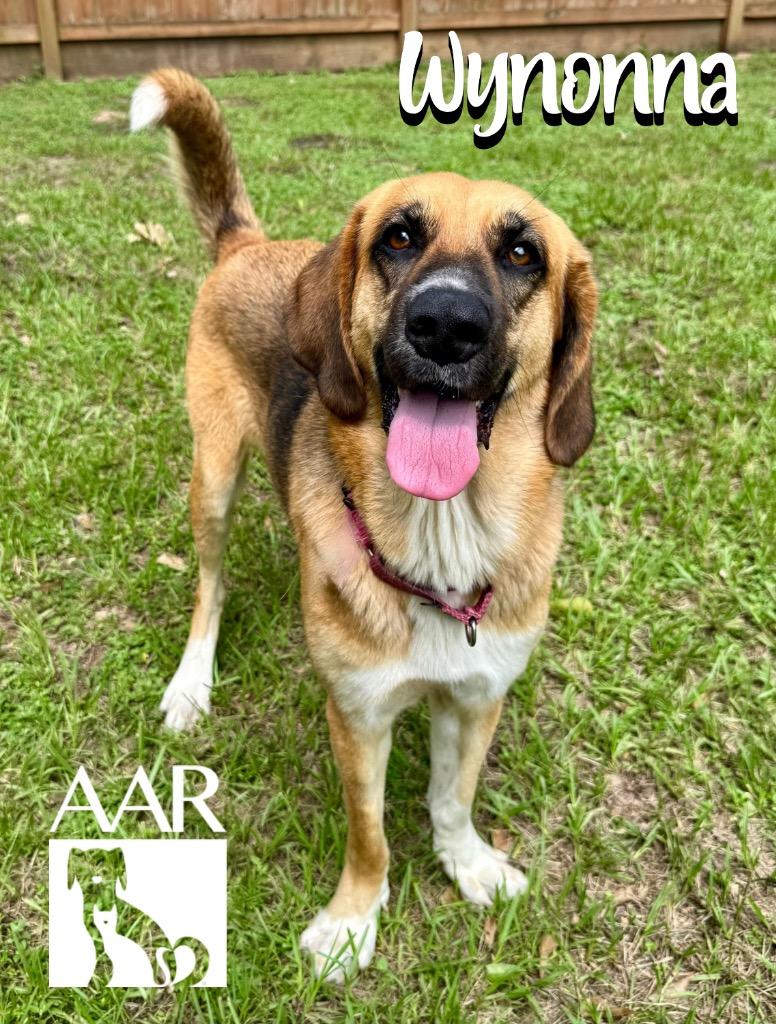 Wynonna, a Adoptable mixed breed in Magnolia, TX image 6/6