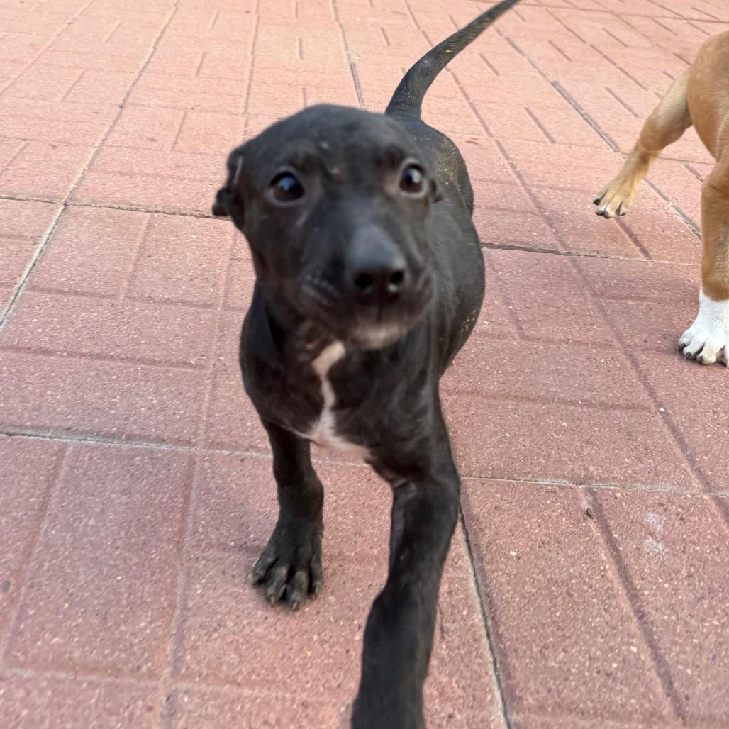 Enlarge Dolly, a Adoptable mixed breed in Rochester, NY image 2/3