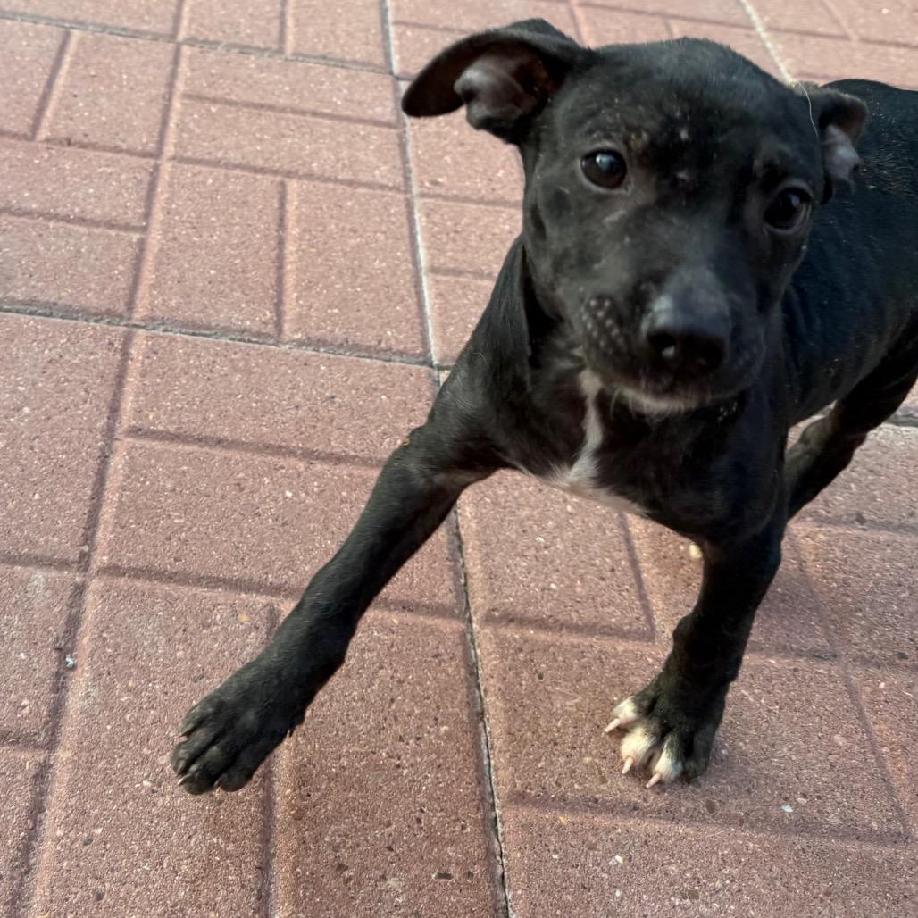 Dolly, Adoptable, Puppy Female Black Labrador Retriever.