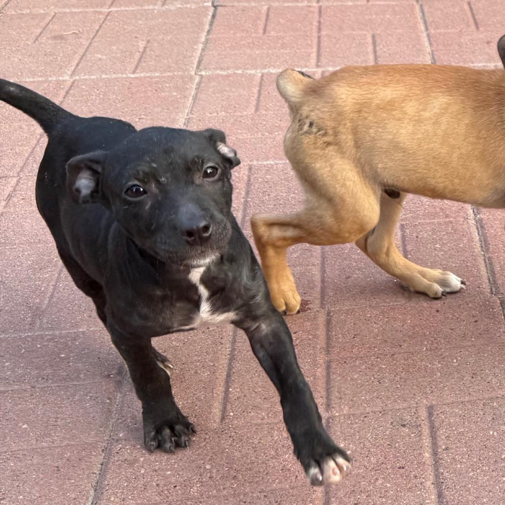 Enlarge Dolly, a Adoptable mixed breed in Rochester, NY image 3/3