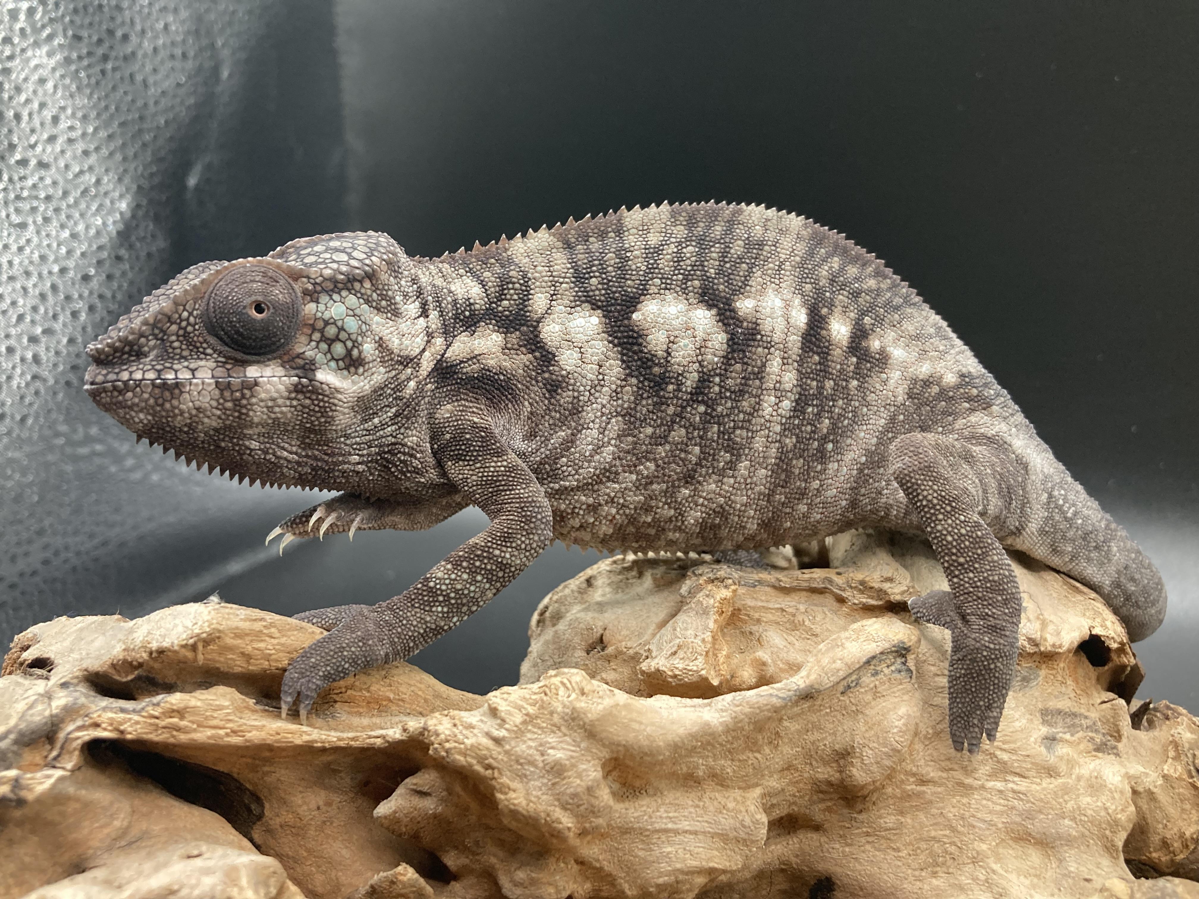 Enlarge Ivory, an adopted Chameleon in Palmerton, PA image 1/4