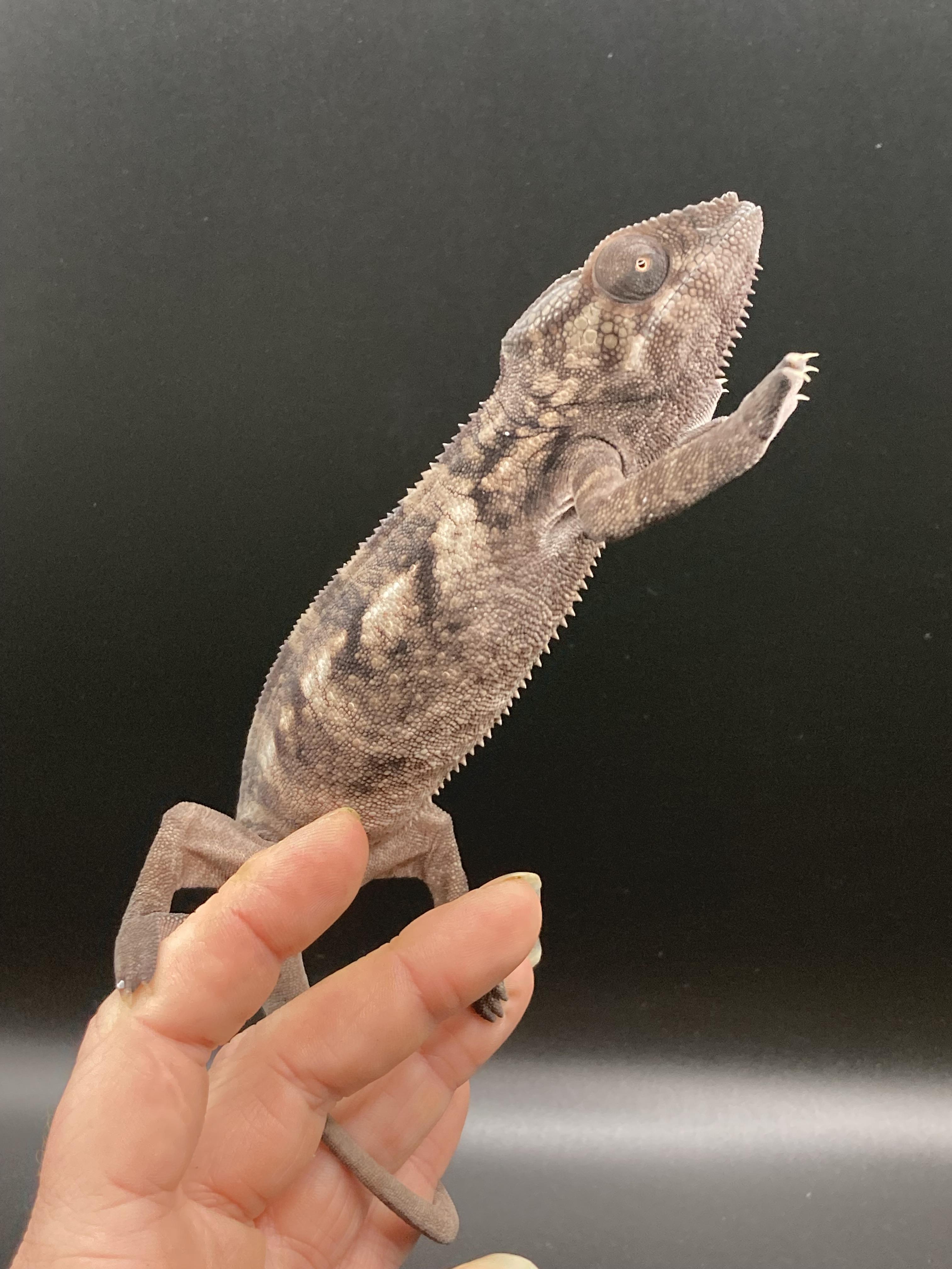 Enlarge Ivory, an adopted Chameleon in Palmerton, PA image 2/4