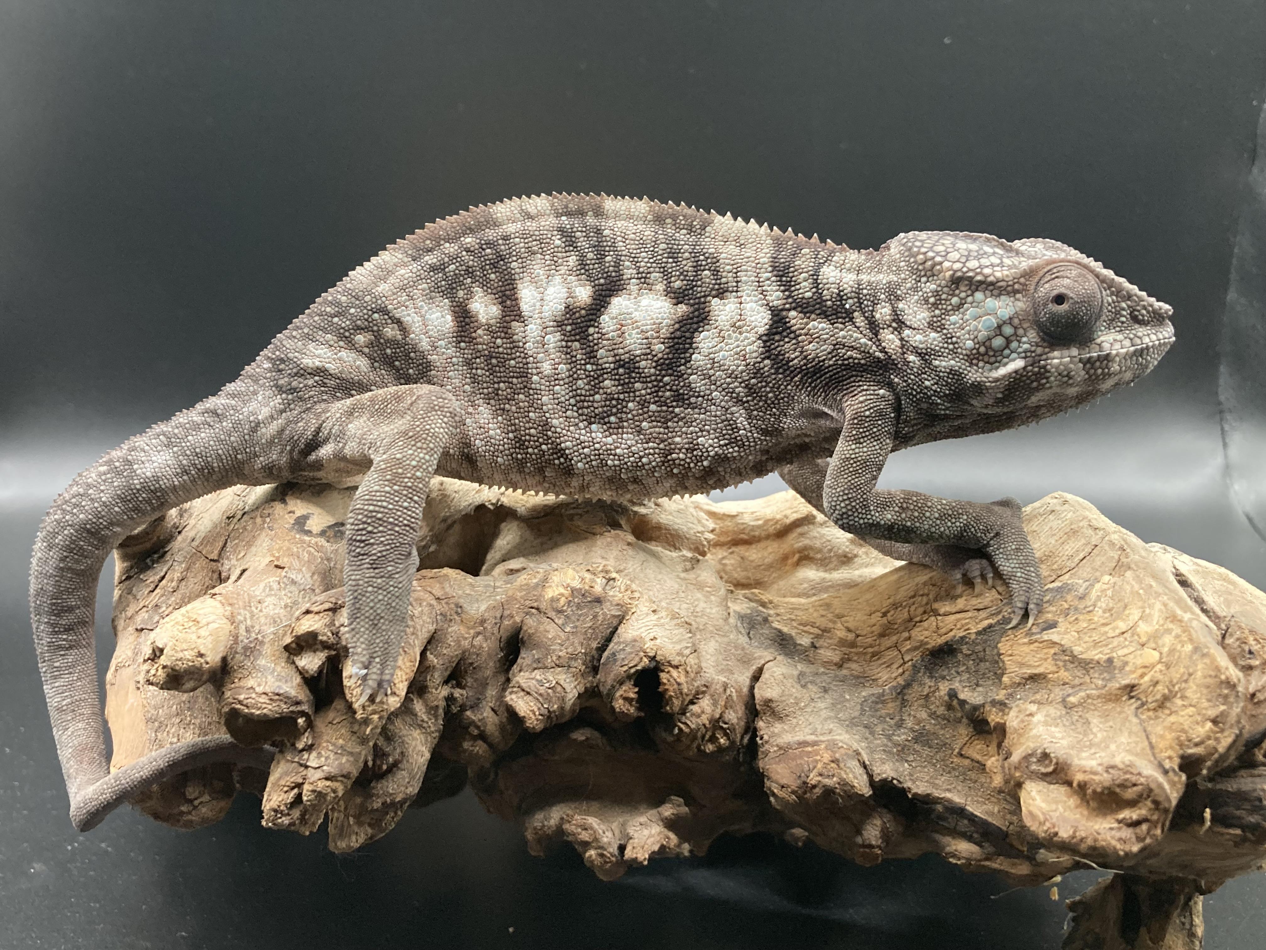 Enlarge Ivory, an adopted Chameleon in Palmerton, PA image 3/4