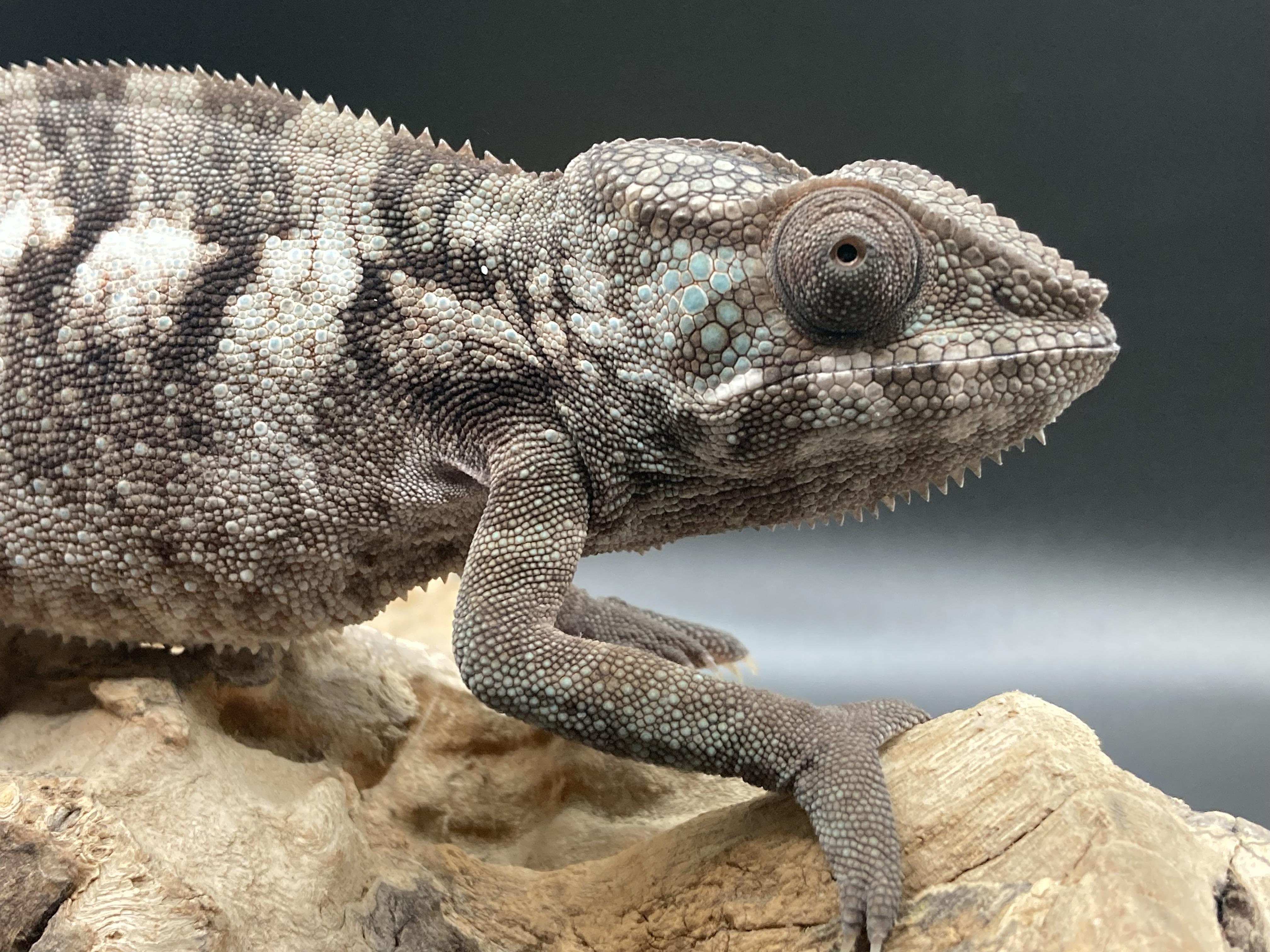 Enlarge Ivory, an adopted Chameleon in Palmerton, PA image 4/4