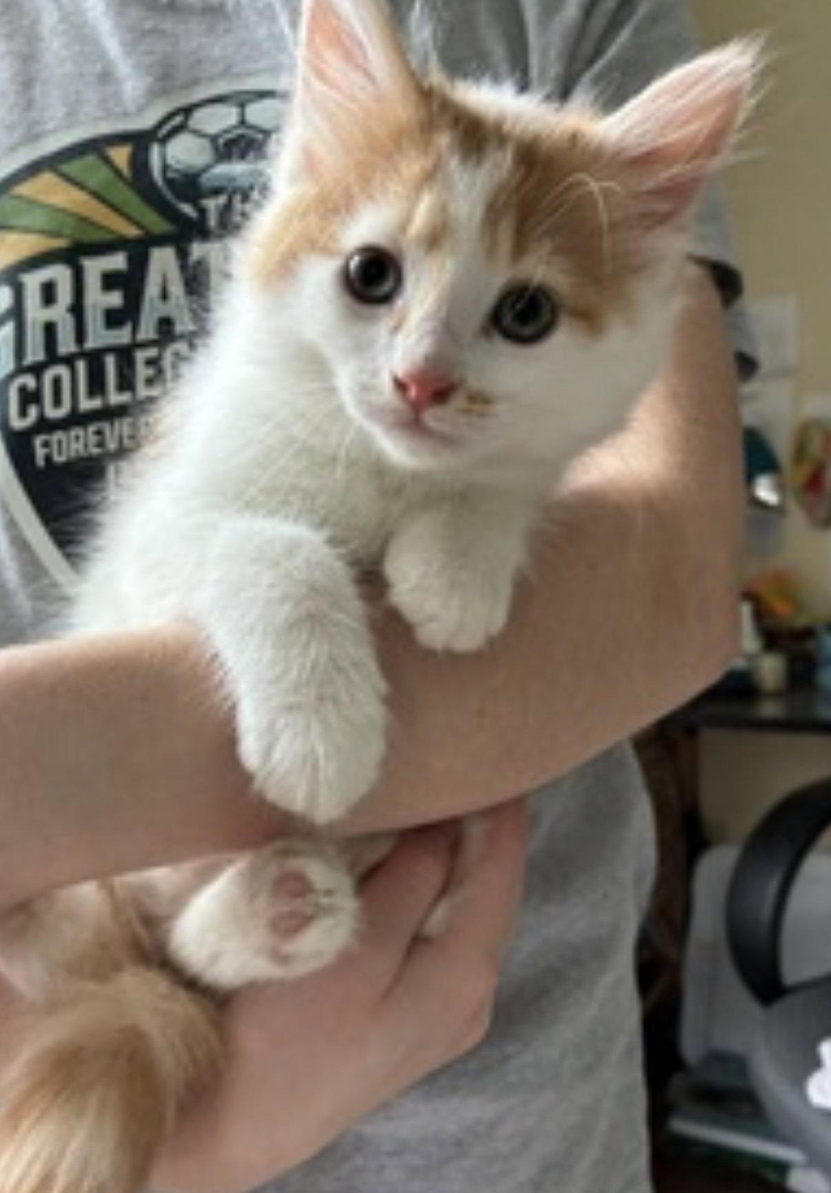 Kitten Creamsicle, Adopted, Kitten Male Domestic Short Hair.