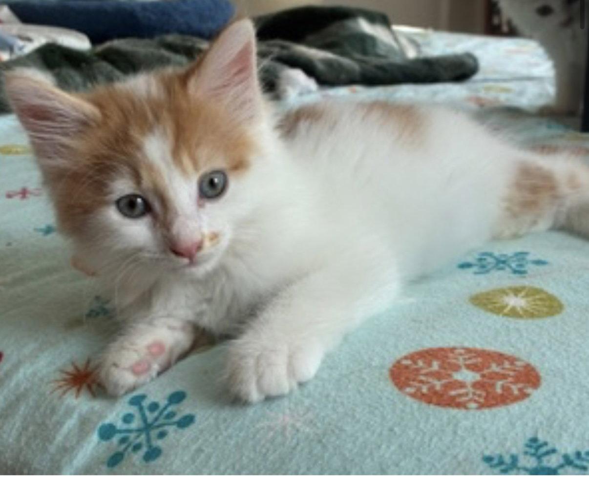 Enlarge Kitten Creamsicle, a Adopted Domestic Short Hair in Cuyahoga Falls, OH image 2/2