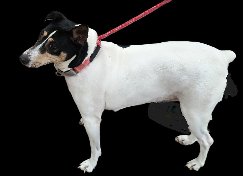 Enlarge Daisy, a Adoptable mixed breed in Mocksville, NC image 1/5