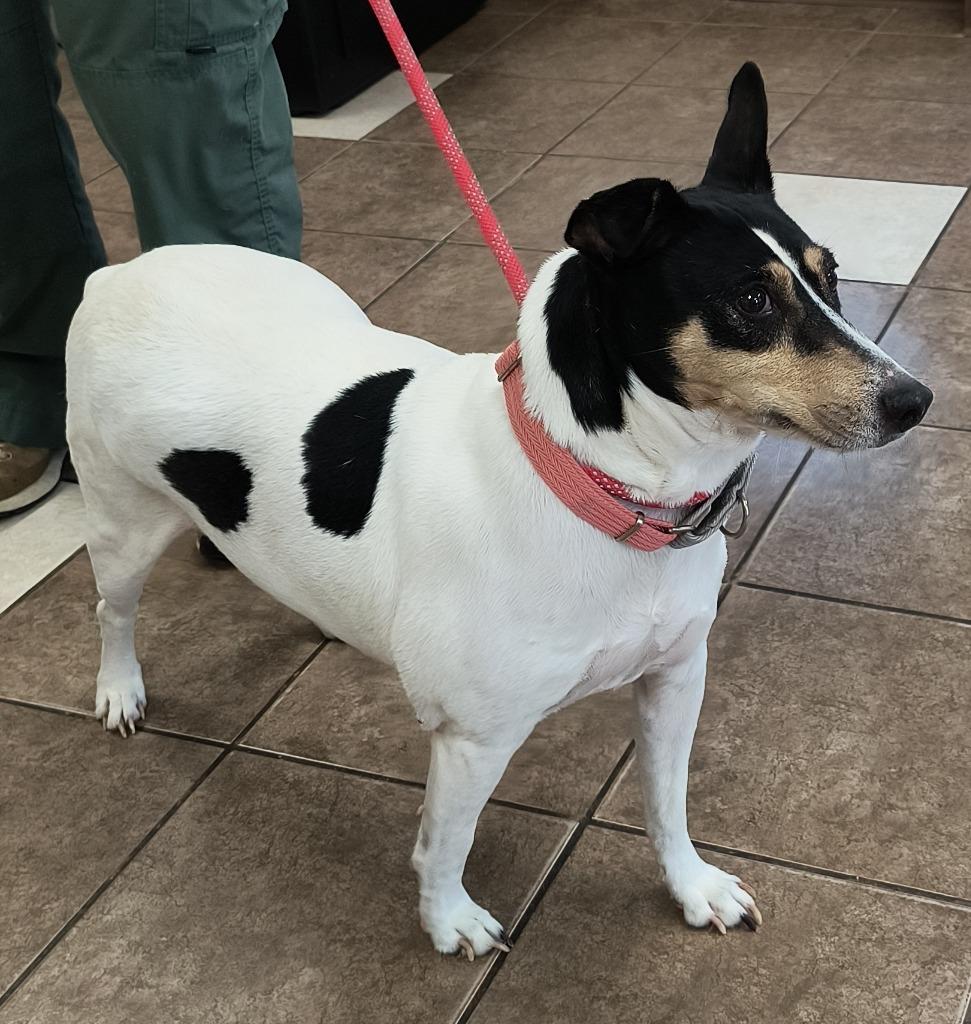 Enlarge Daisy, a Adoptable mixed breed in Mocksville, NC image 2/5