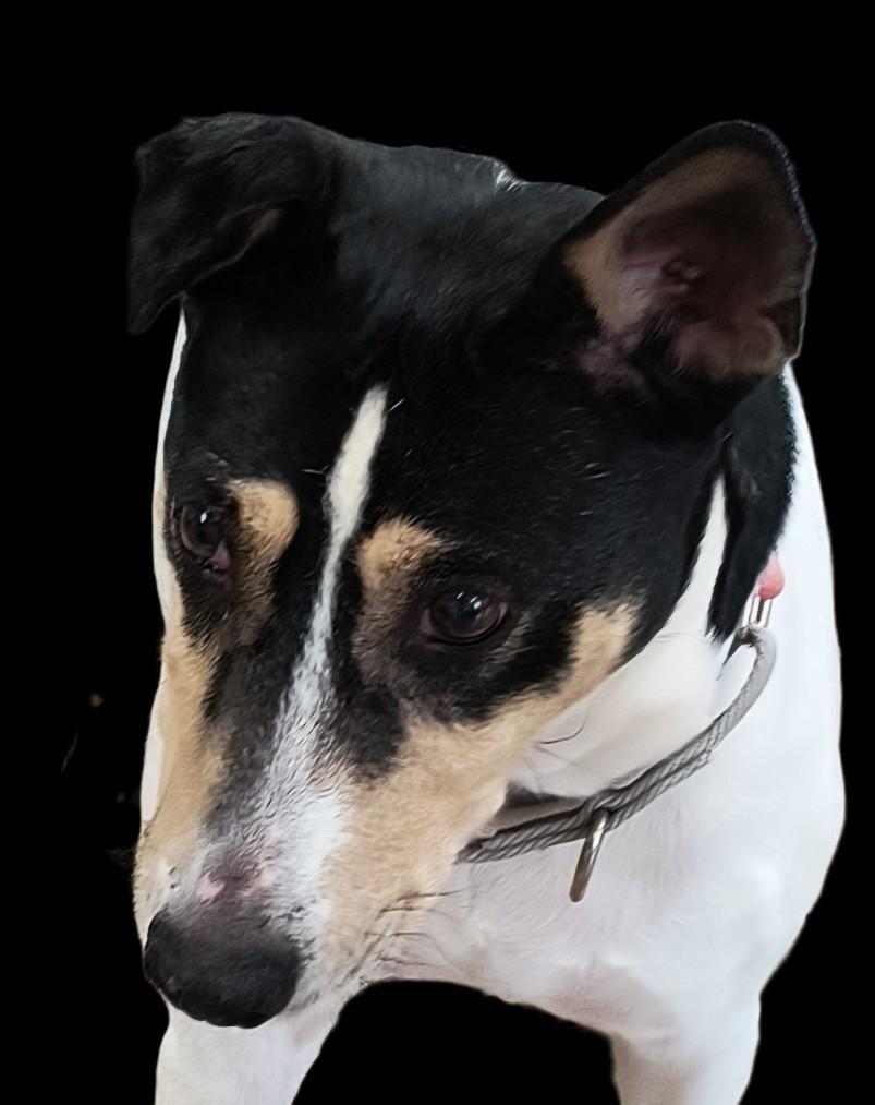 Enlarge Daisy, a Adoptable mixed breed in Mocksville, NC image 3/5