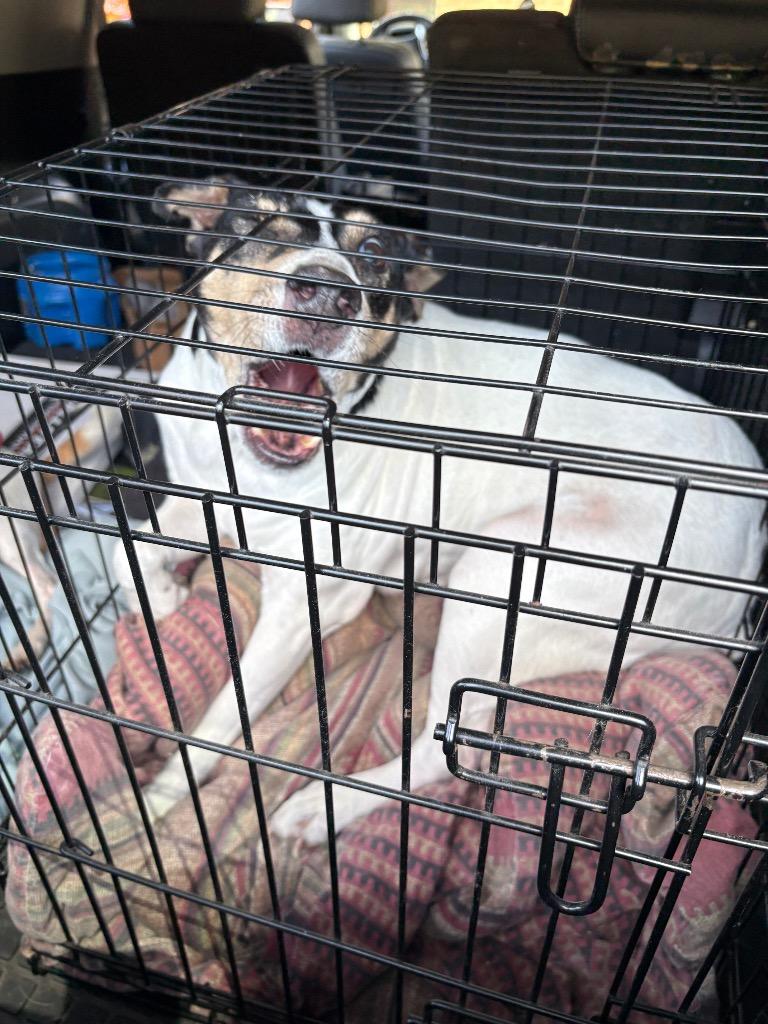 Enlarge Daisy, a Adoptable mixed breed in Mocksville, NC image 4/5