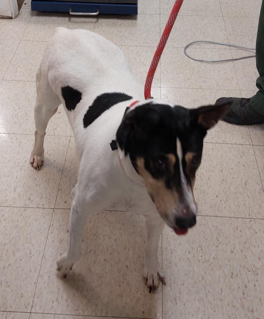 Enlarge Daisy, a Adoptable mixed breed in Mocksville, NC image 5/5