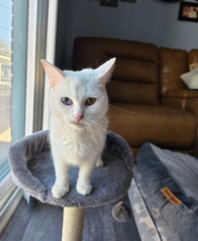 Enlarge Ayla    (Bonded to Aslan), a ADOPTABLE mixed breed in Ypsilanti, MI image 3/3