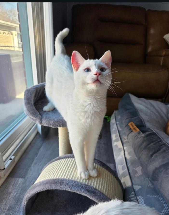 Enlarge Ayla    (Bonded to Aslan), a ADOPTABLE mixed breed in Ypsilanti, MI image 2/3