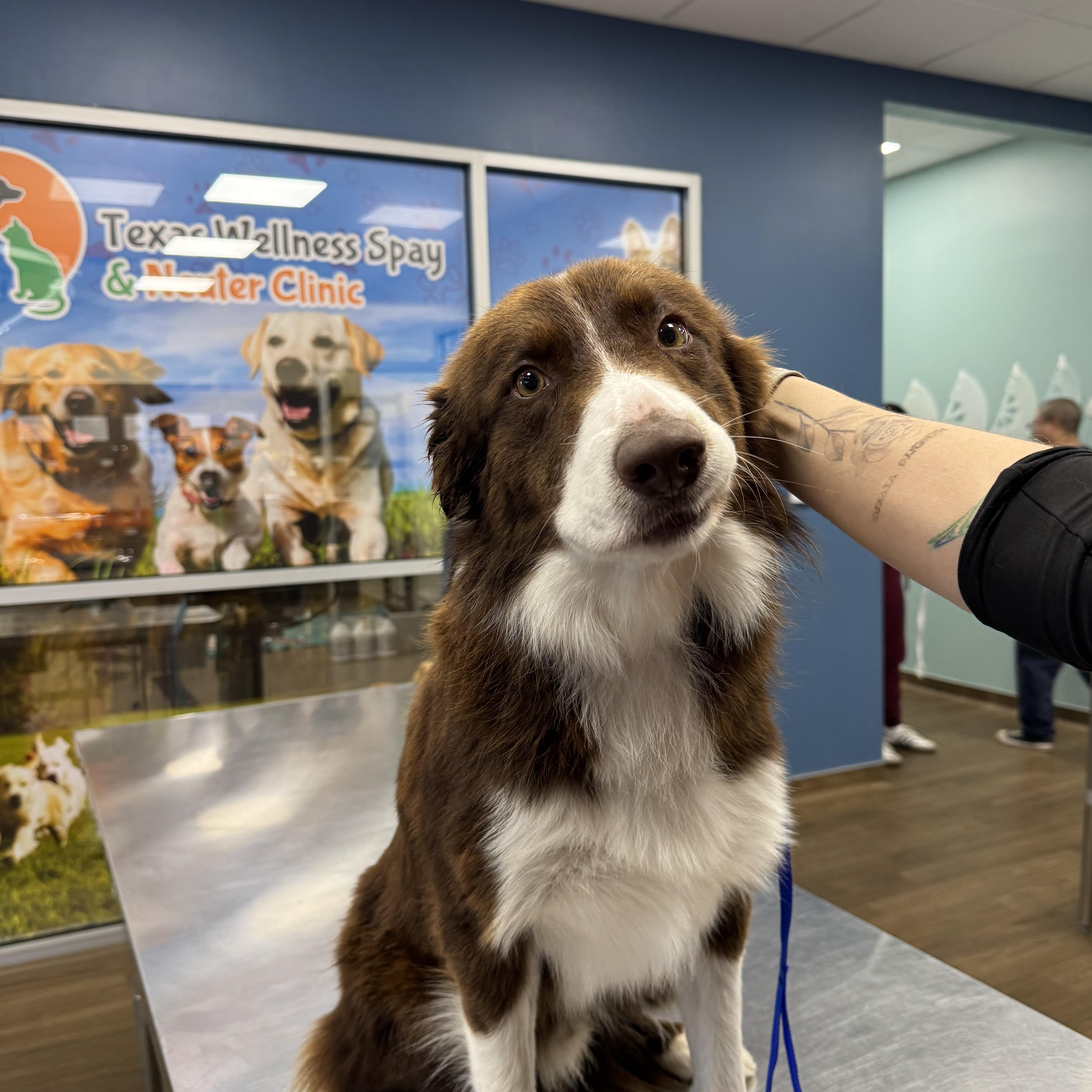Enlarge Ollie, an adopted mixed breed in Tumwater, WA image 5/5