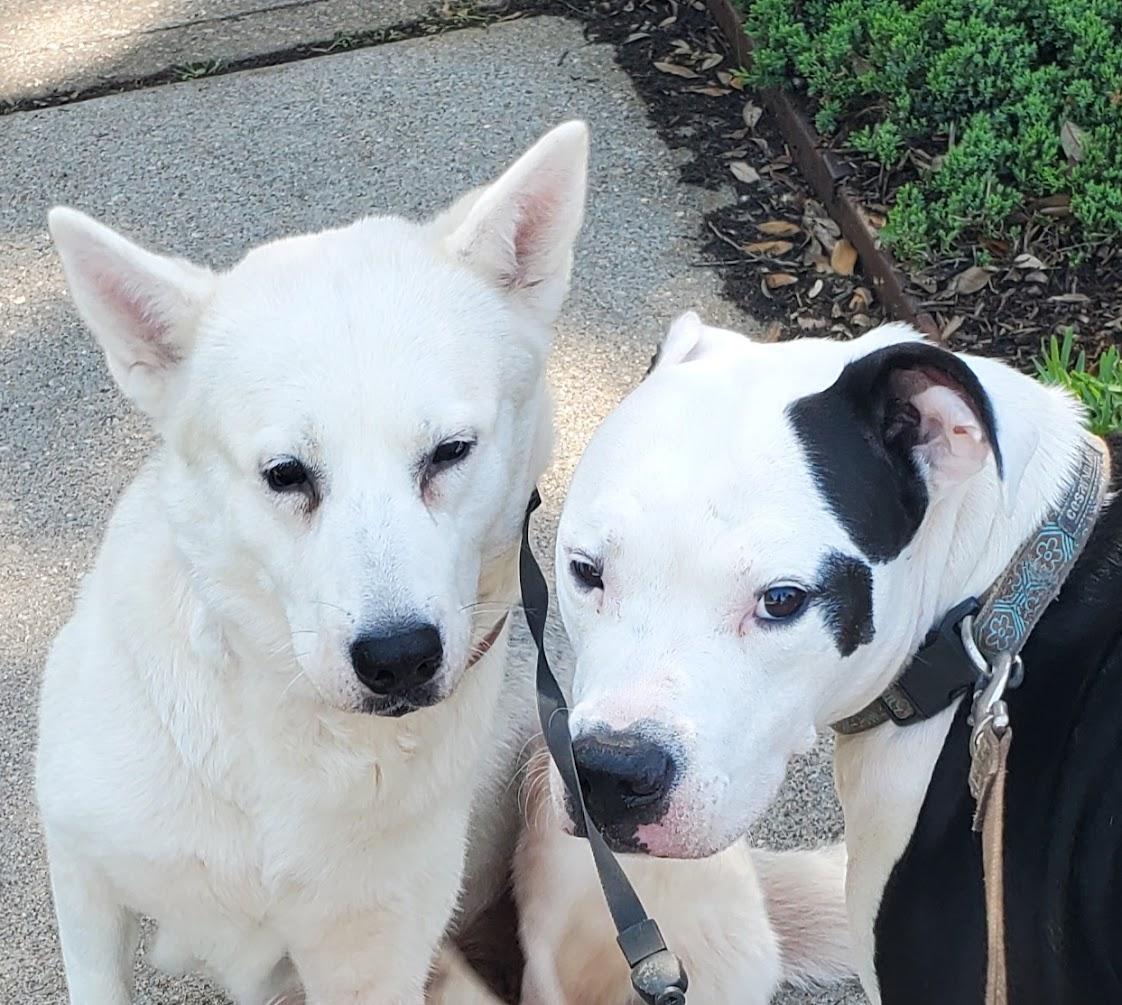 Enlarge Jeb, a ADOPTABLE American Staffordshire Terrier in Houston, TX image 3/3