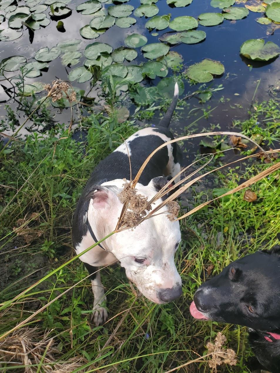 Enlarge Jeb, a ADOPTABLE American Staffordshire Terrier in Houston, TX image 2/3