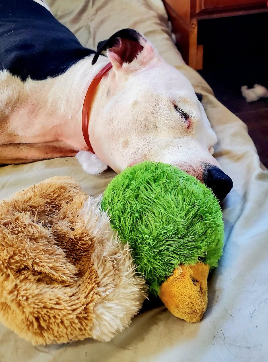 Jeb, ADOPTABLE, Adult Male American Staffordshire Terrier.